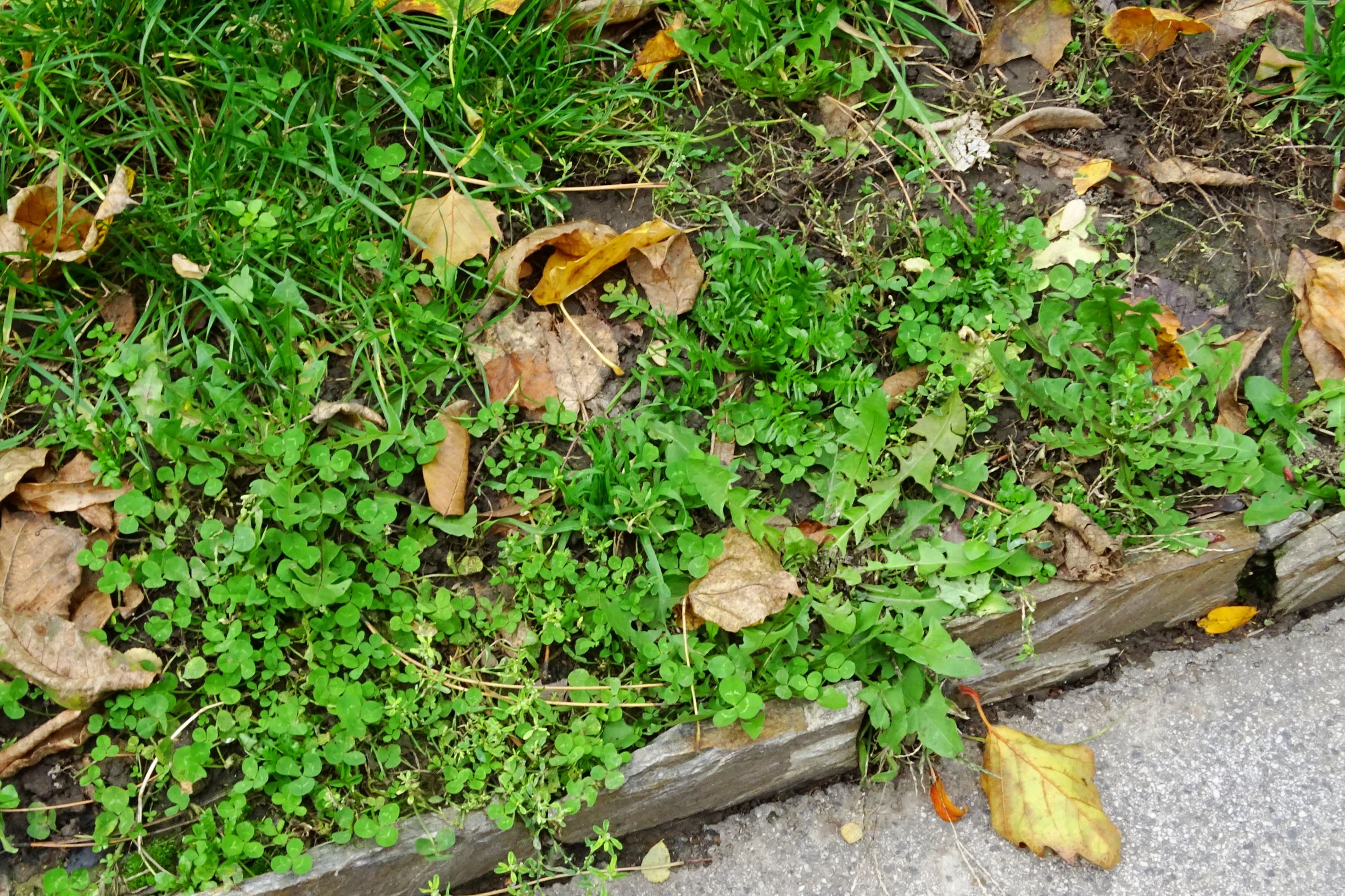 DSC02960 wien-20 leipziger straße, öder wohnblockrasen mit trifolium repens, taraxacum officinale agg., capsella bursa-pastoris.JPG