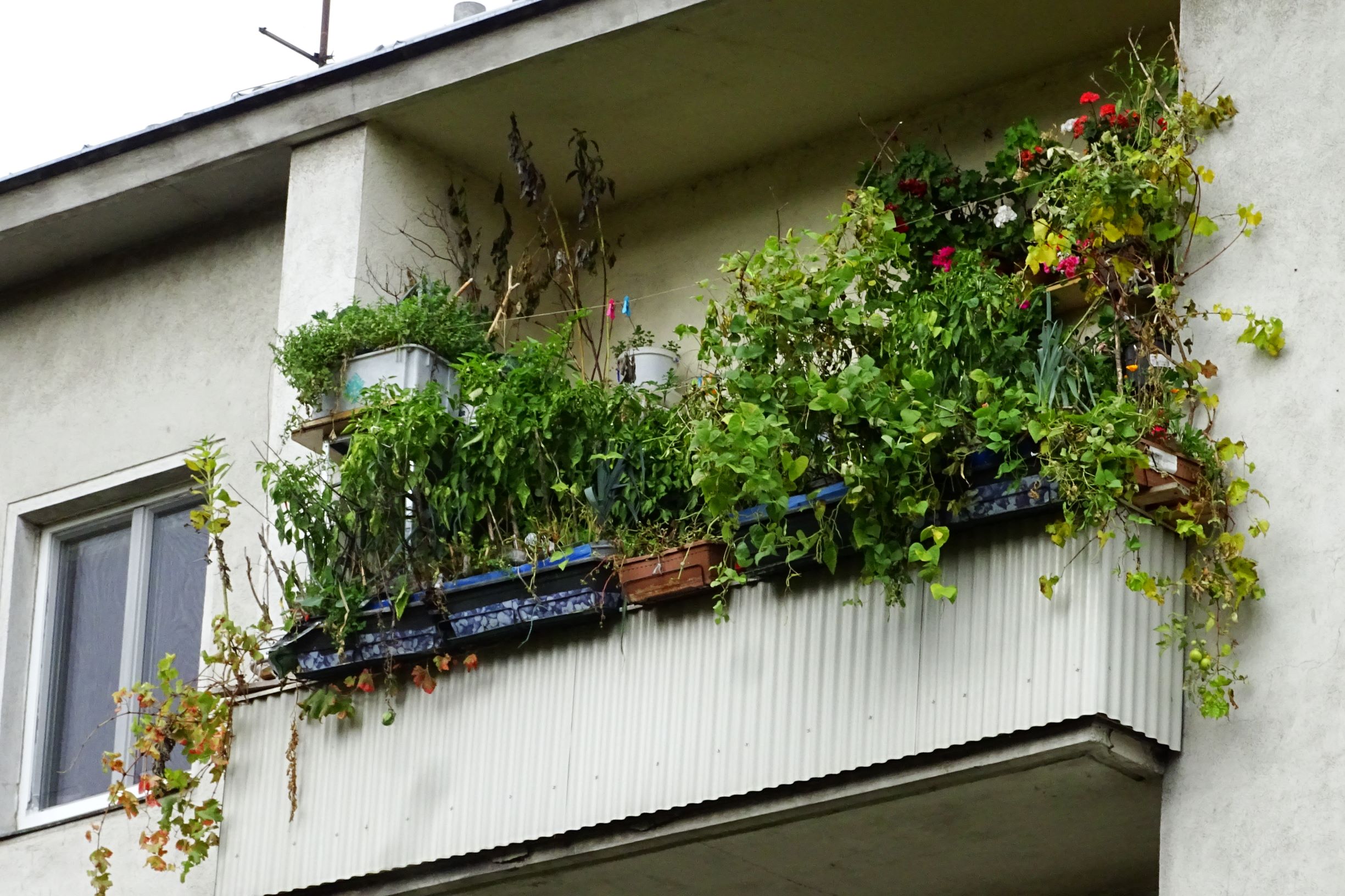 DSC02962 wien-20 leipziger straße, plantophilie, unser früherer wiener balkon war nicht unähnlich.JPG