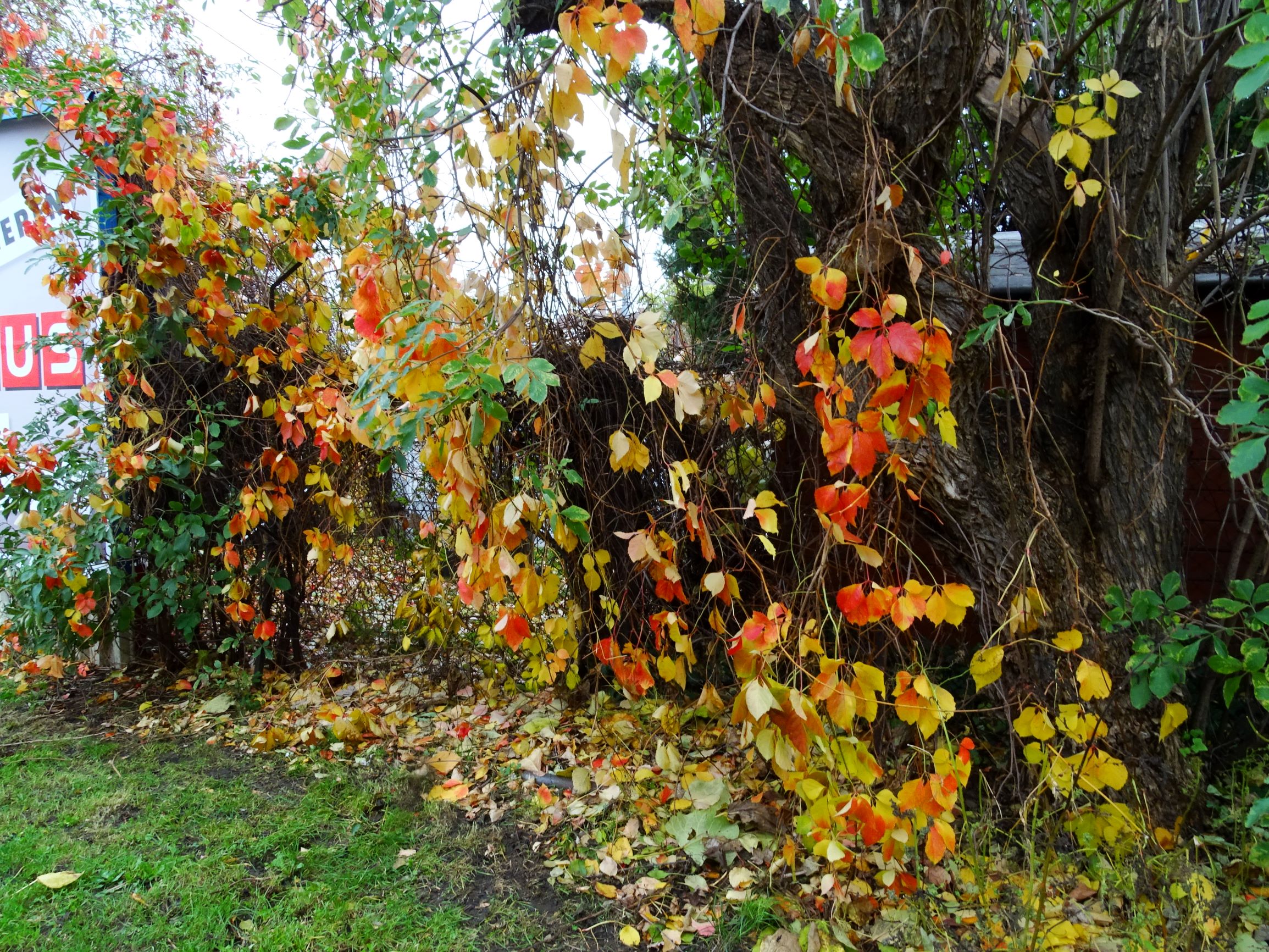 DSC02969 wien-20 stromstraße, parthenocissus inserta auf sambucus nigra.JPG