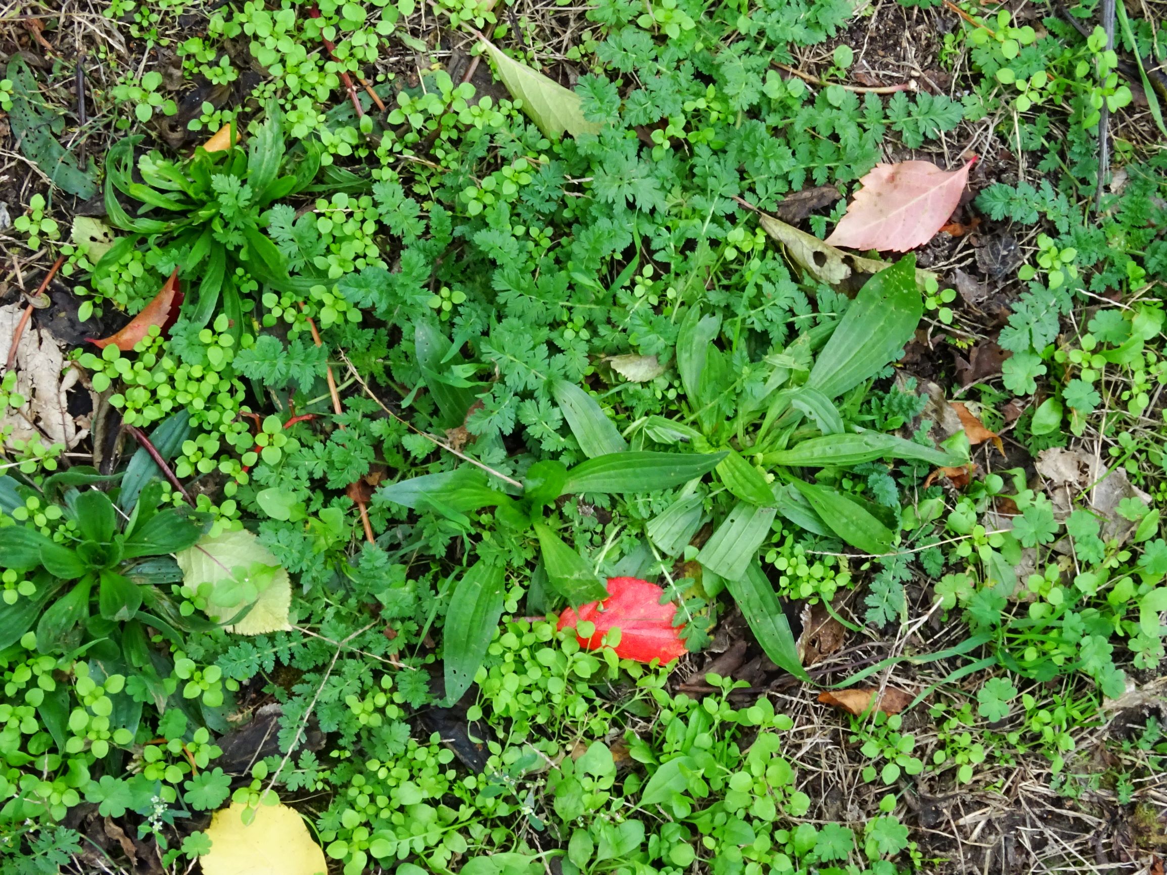 DSC02970 wien-20 stromstraße, fast schon magerzeiger - erodium cicutarium, plantago lanceolata etc..JPG