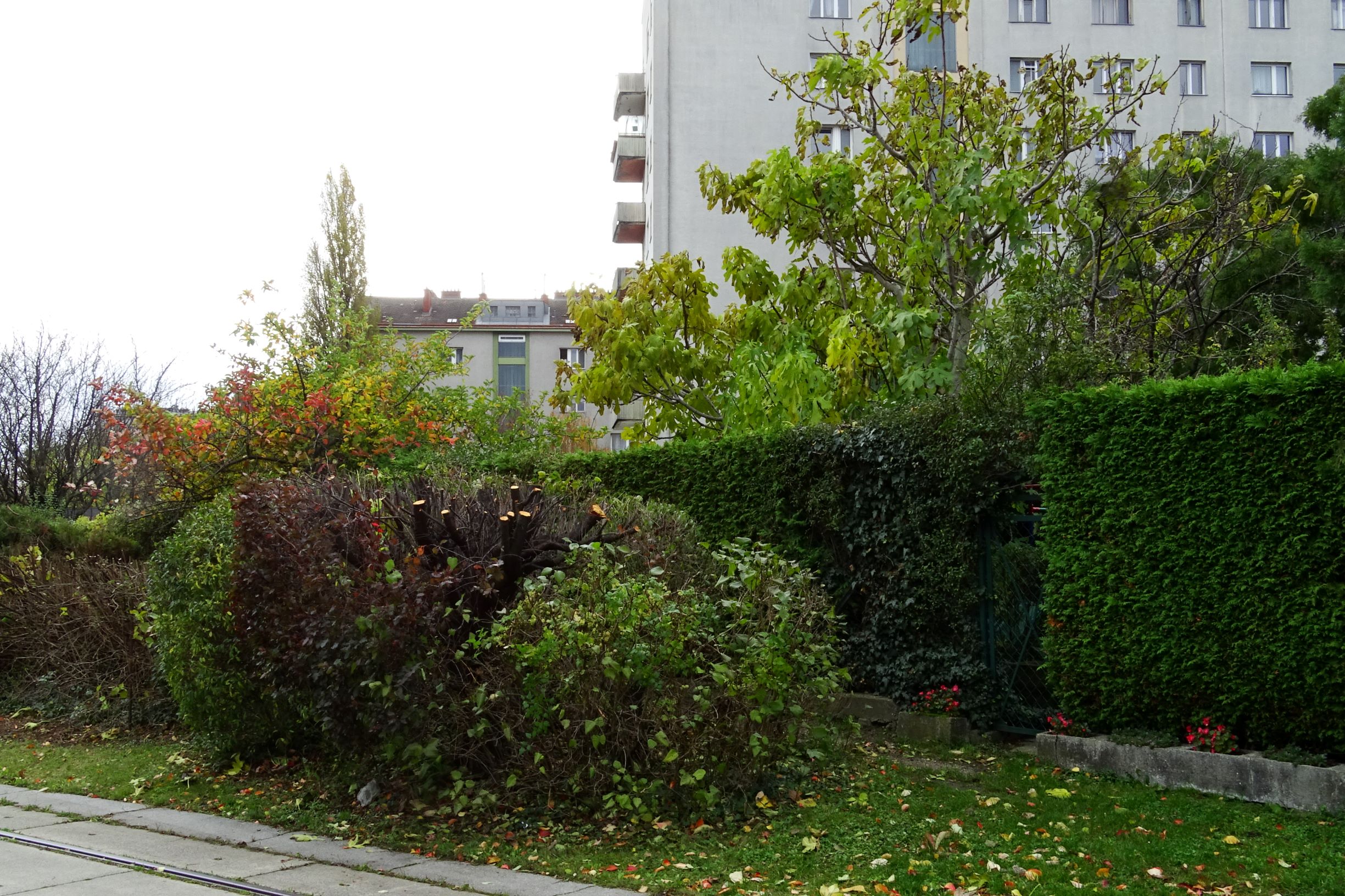 DSC02973 wien-20 stromstraße, ficus carica ganz schön groß.JPG