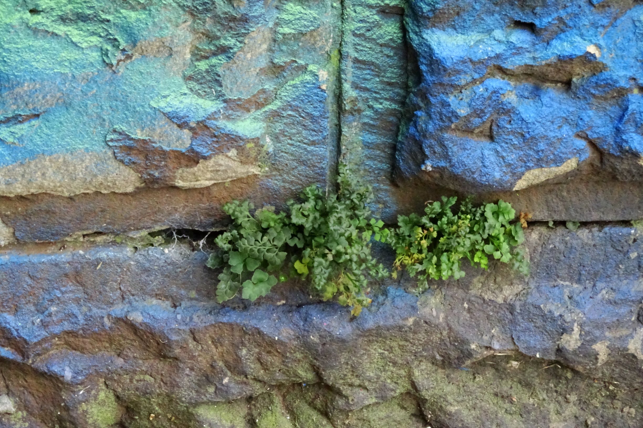 DSC02975 wien-20 stromstraße, bahnunterführung, asplenium ruta-muraria.JPG