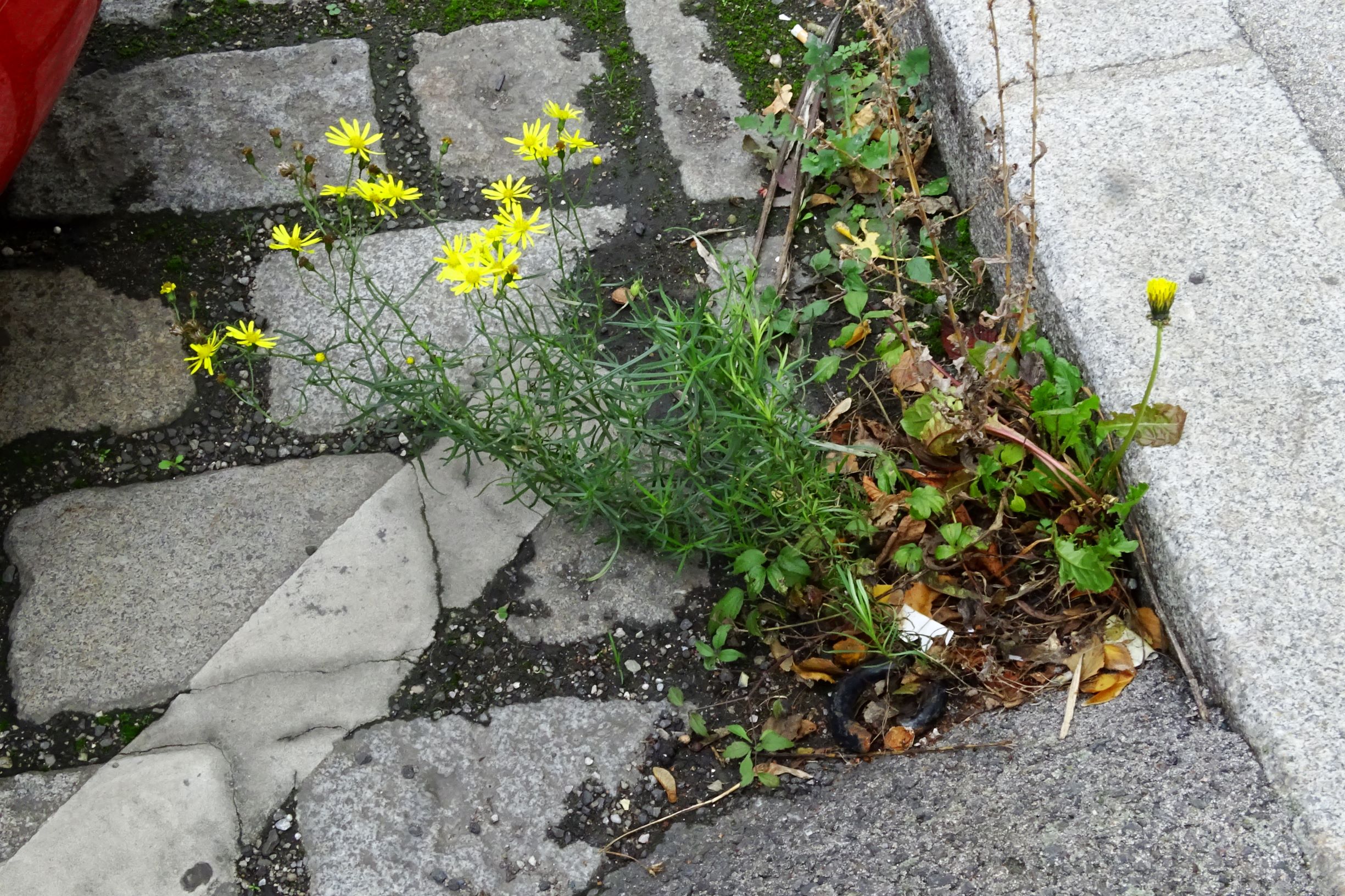 DSC02979 wien-20 stromstraße, senecio inaequidens, taraxacum officinale agg..JPG