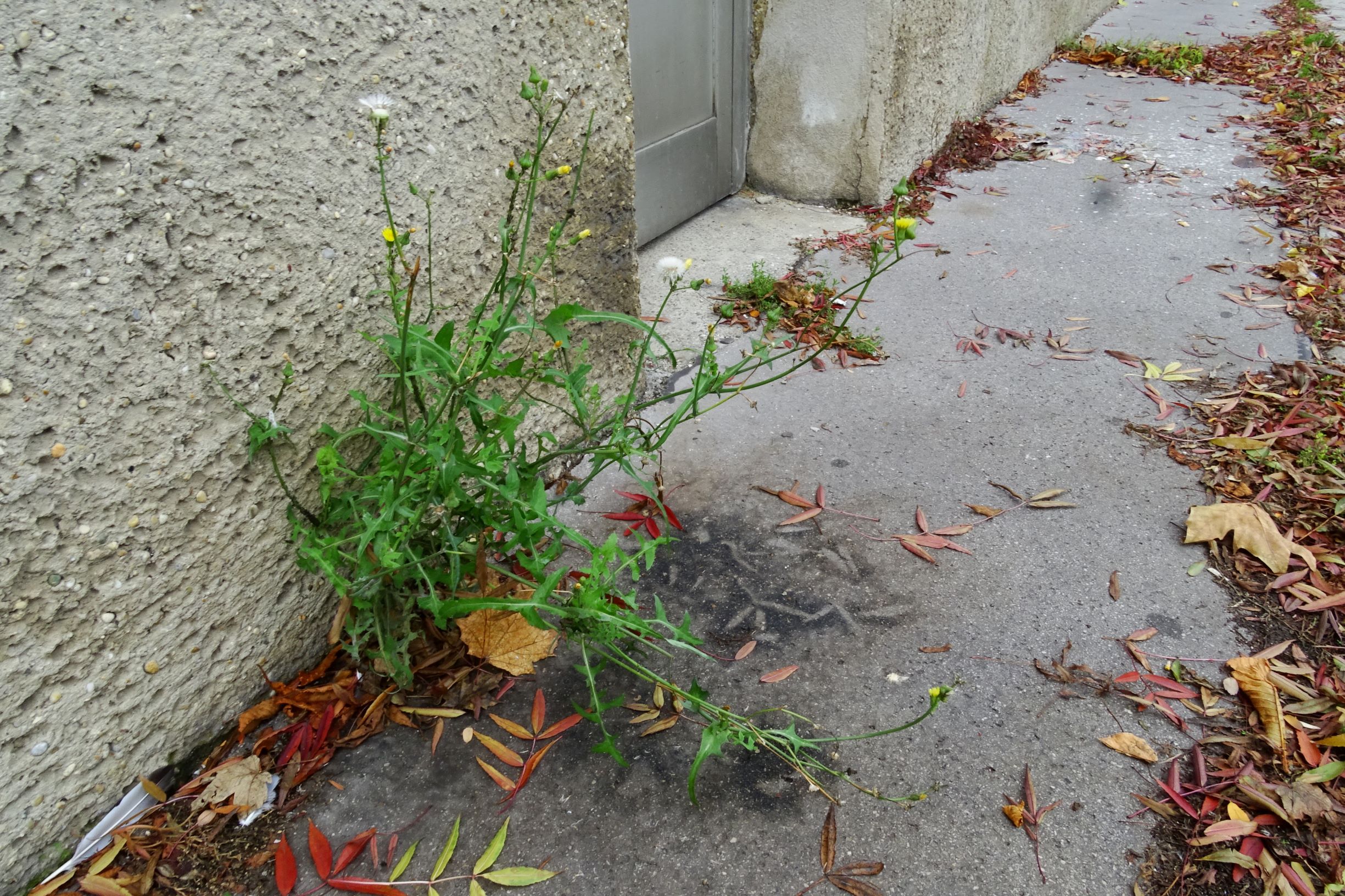 DSC02980 wien-20 stromstraße, sonchus oleraceus.JPG