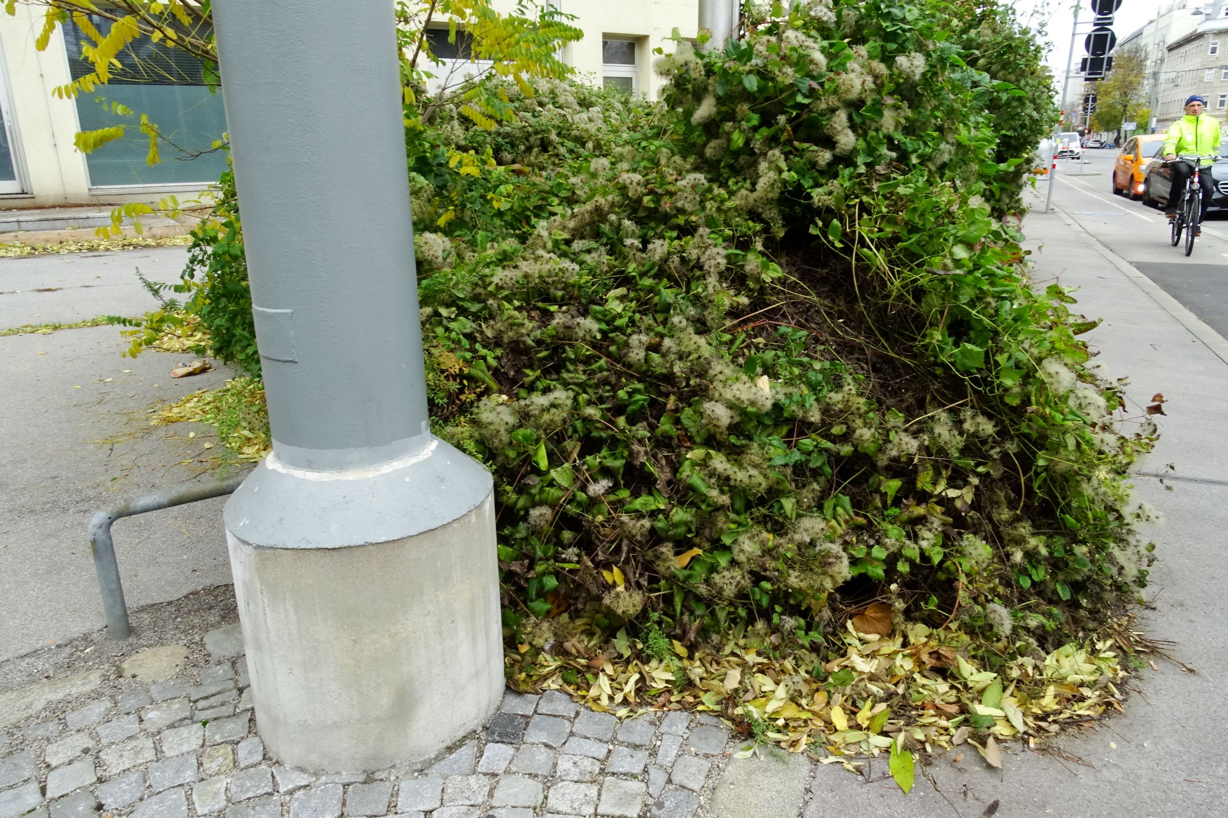 DSC02985 wien-20 marchfeldstraße, clematis vitalba.JPG