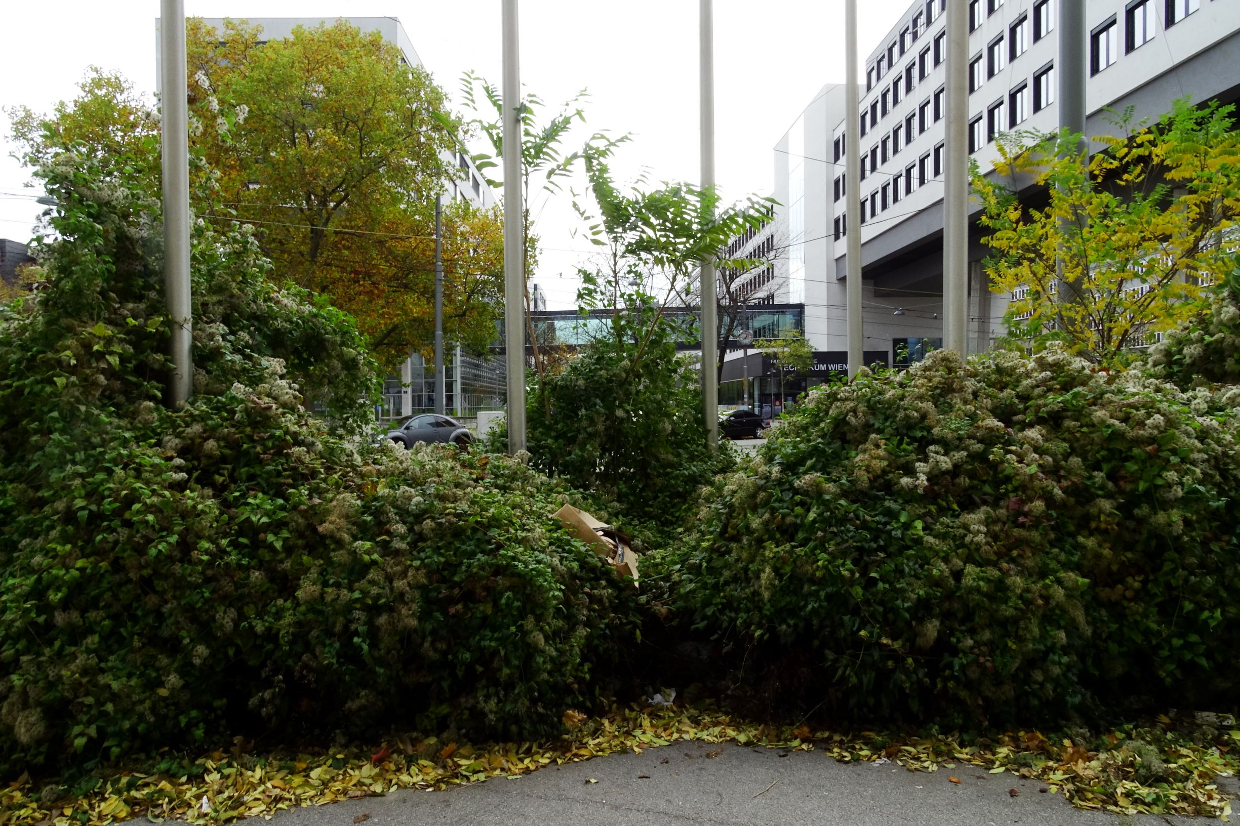 DSC02987 wien-20 marchfeldstraße, clematis vitalba, ailanthus altissima, robinia pseudacacia.JPG