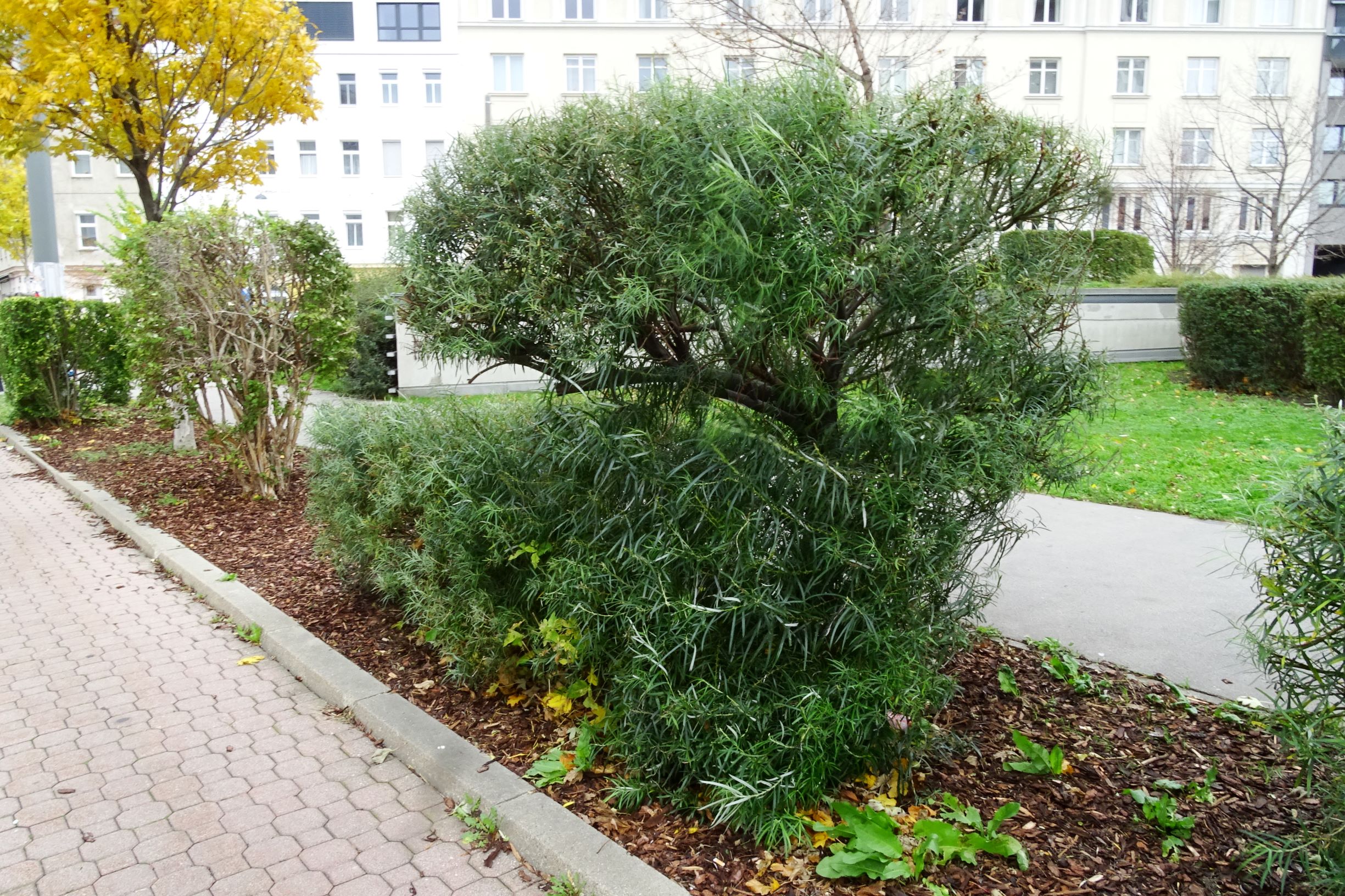 DSC02994 wien-20 marchfeldstraße, rumex obtusifolius.JPG