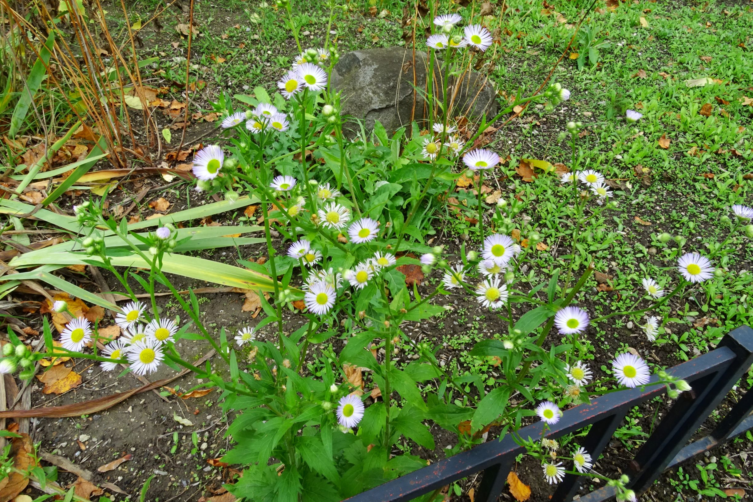 DSC02995 wien-20 marchfeldstraße, erigeron annuus herbstblau.JPG