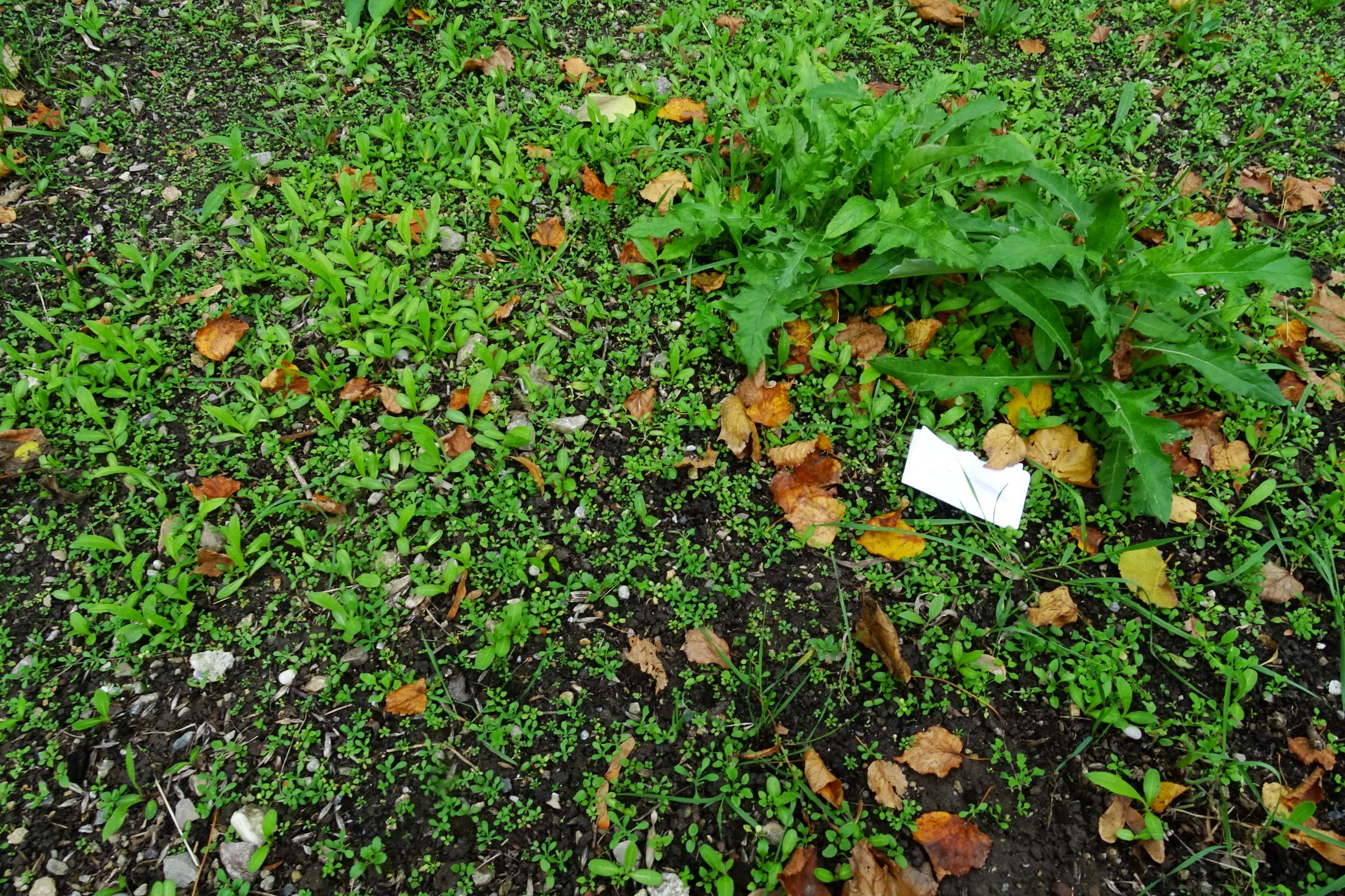 DSC02998 wien-20 marchfeldstraße, massenaufkommen von echinops sp..JPG