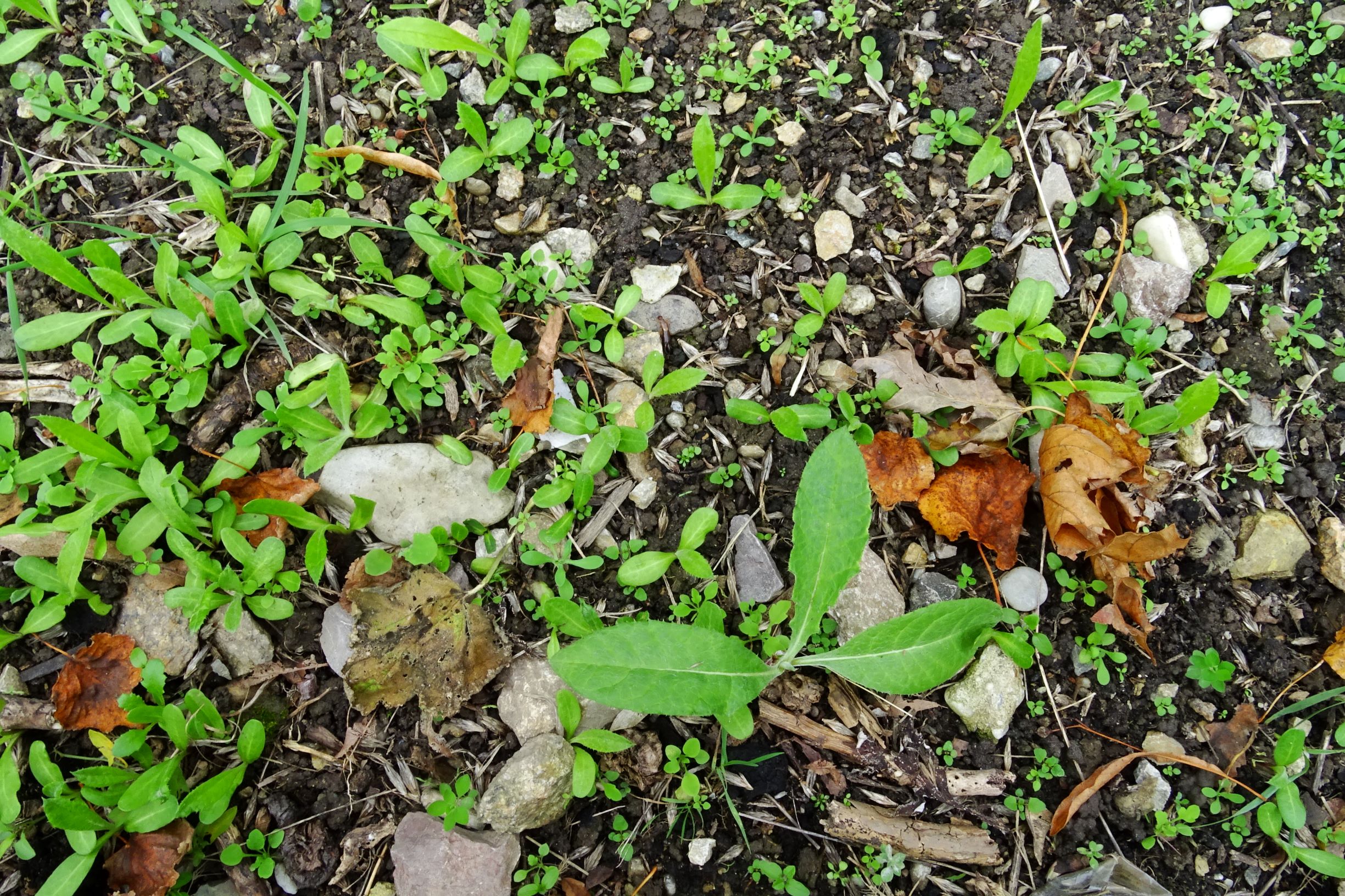 DSC02999 wien-20 marchfeldstraße, massenaufkommen von echinops sp..JPG