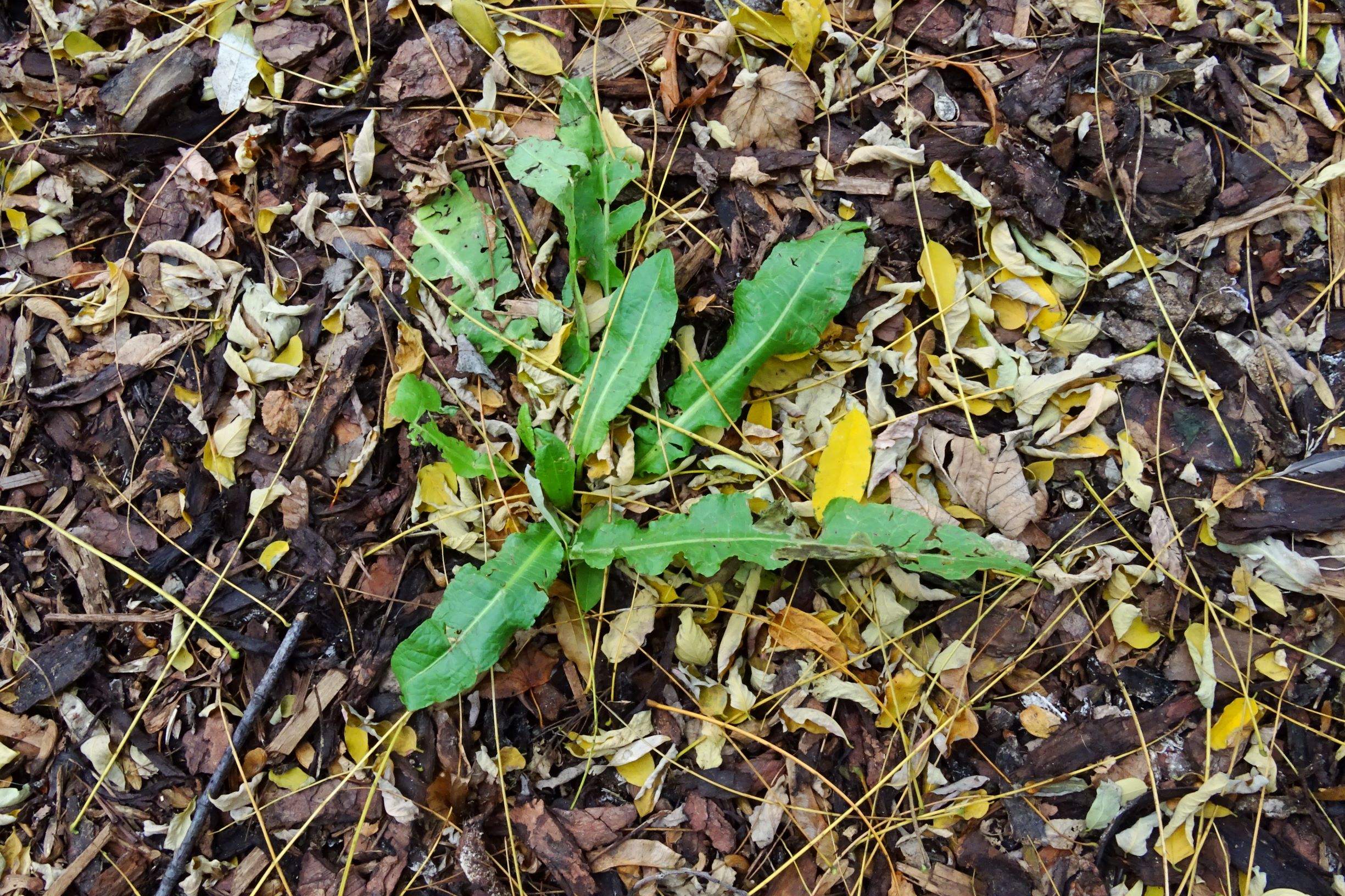 DSC03002 wien-20 marchfeldstraße, rumex crispus.JPG