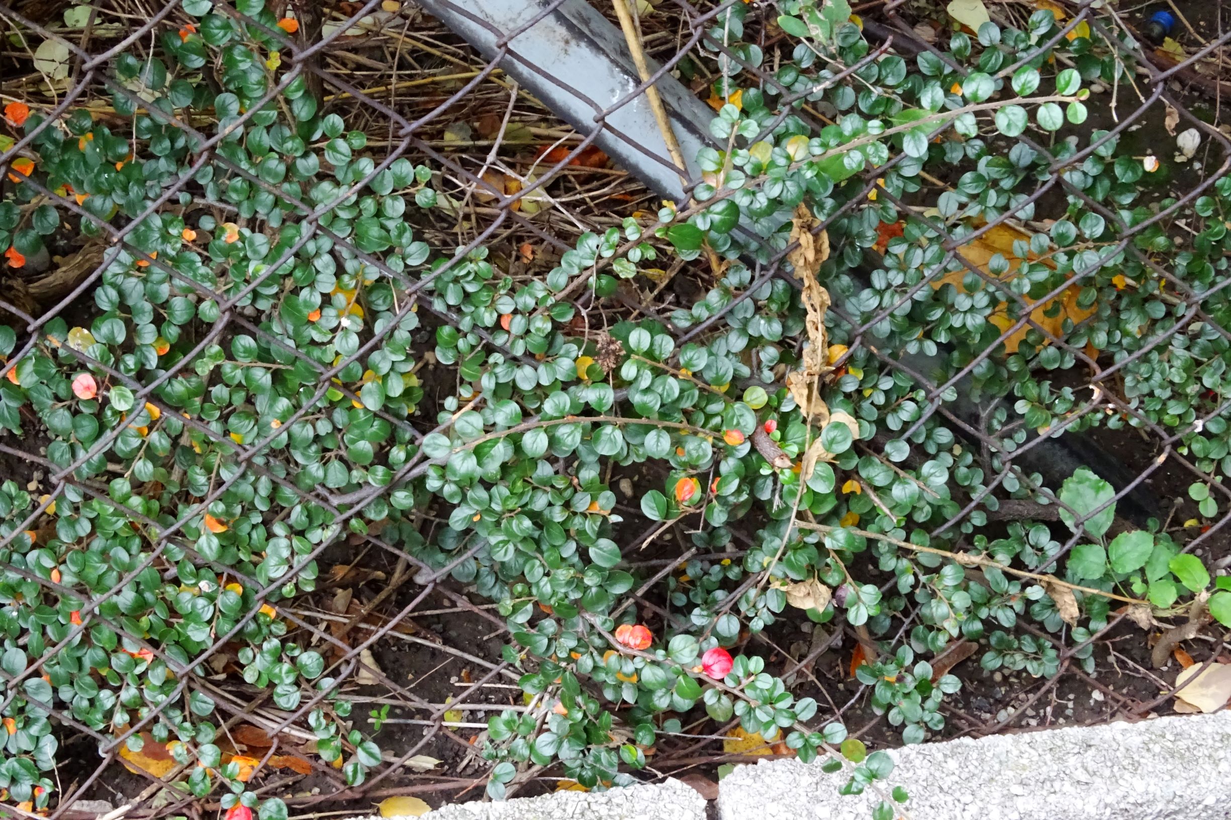 DSC03008 wien-20 marchfeldstraße, cotoneaster apiculatus.JPG