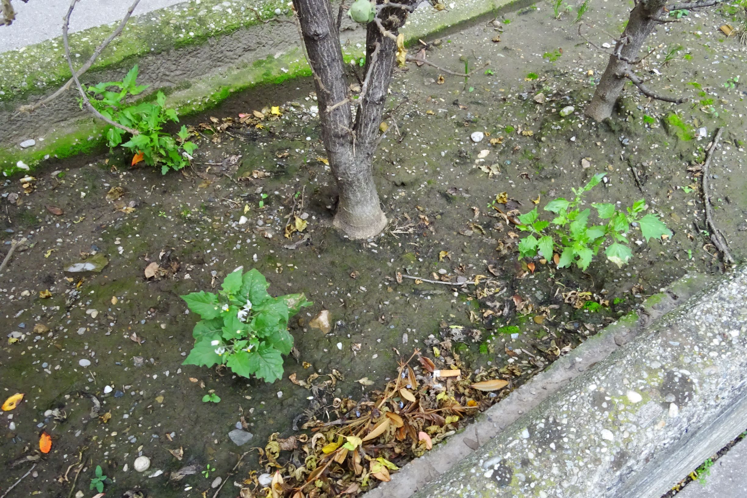 DSC03013 wien-20 marchfeldstraße, solanum nigrum, chenopodium murale.JPG