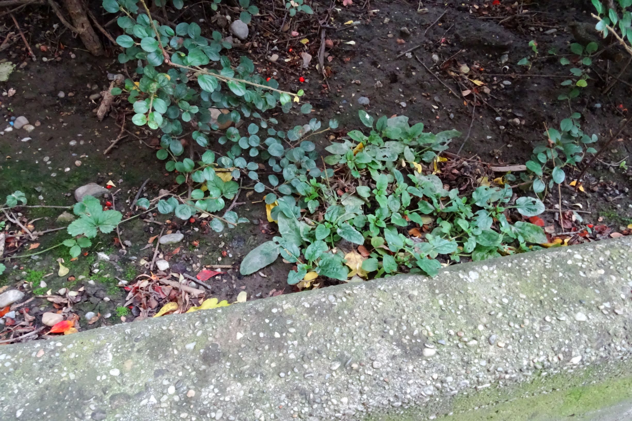 DSC03014 wien-20 marchfeldstraße, potentilla indica, cotoneaster apiculatus, prunella vulgaris.JPG