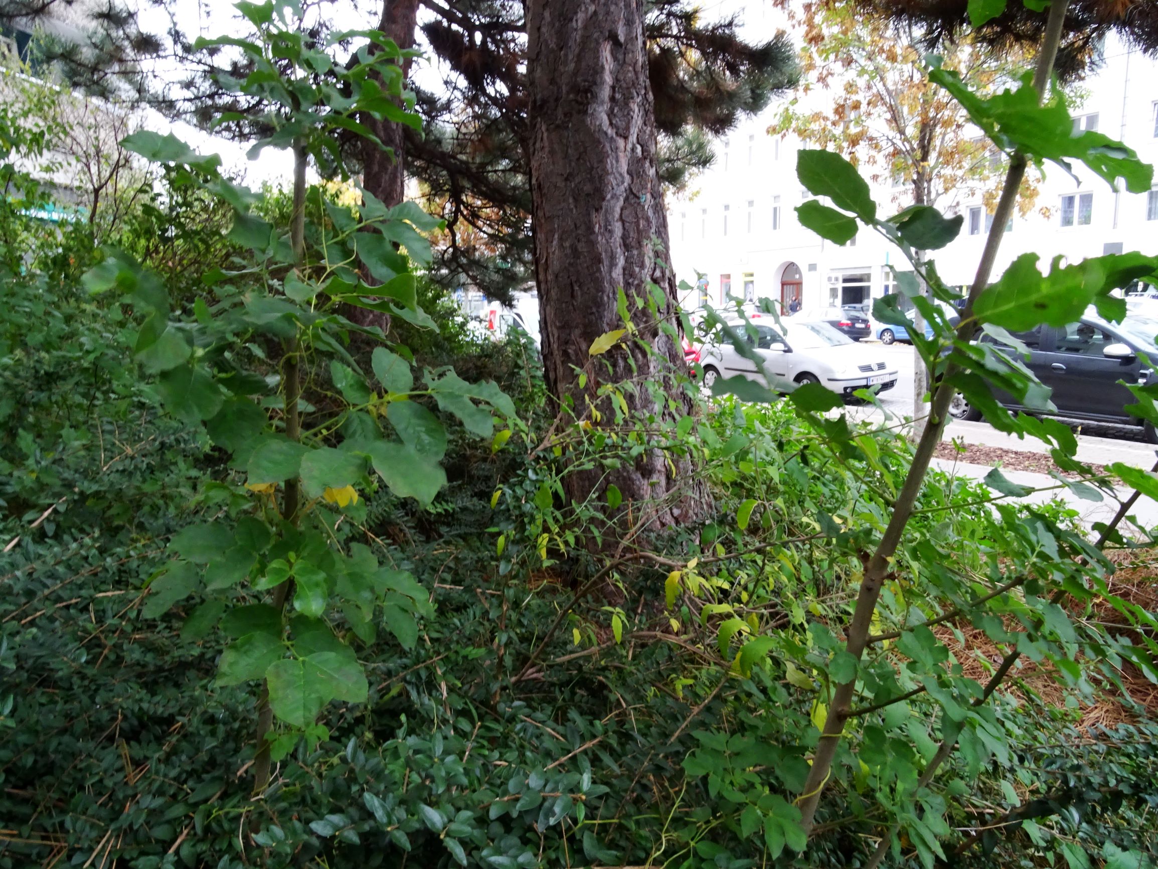 DSC03021 wien-20 marchfeldstraße, fraxinus ornus.JPG