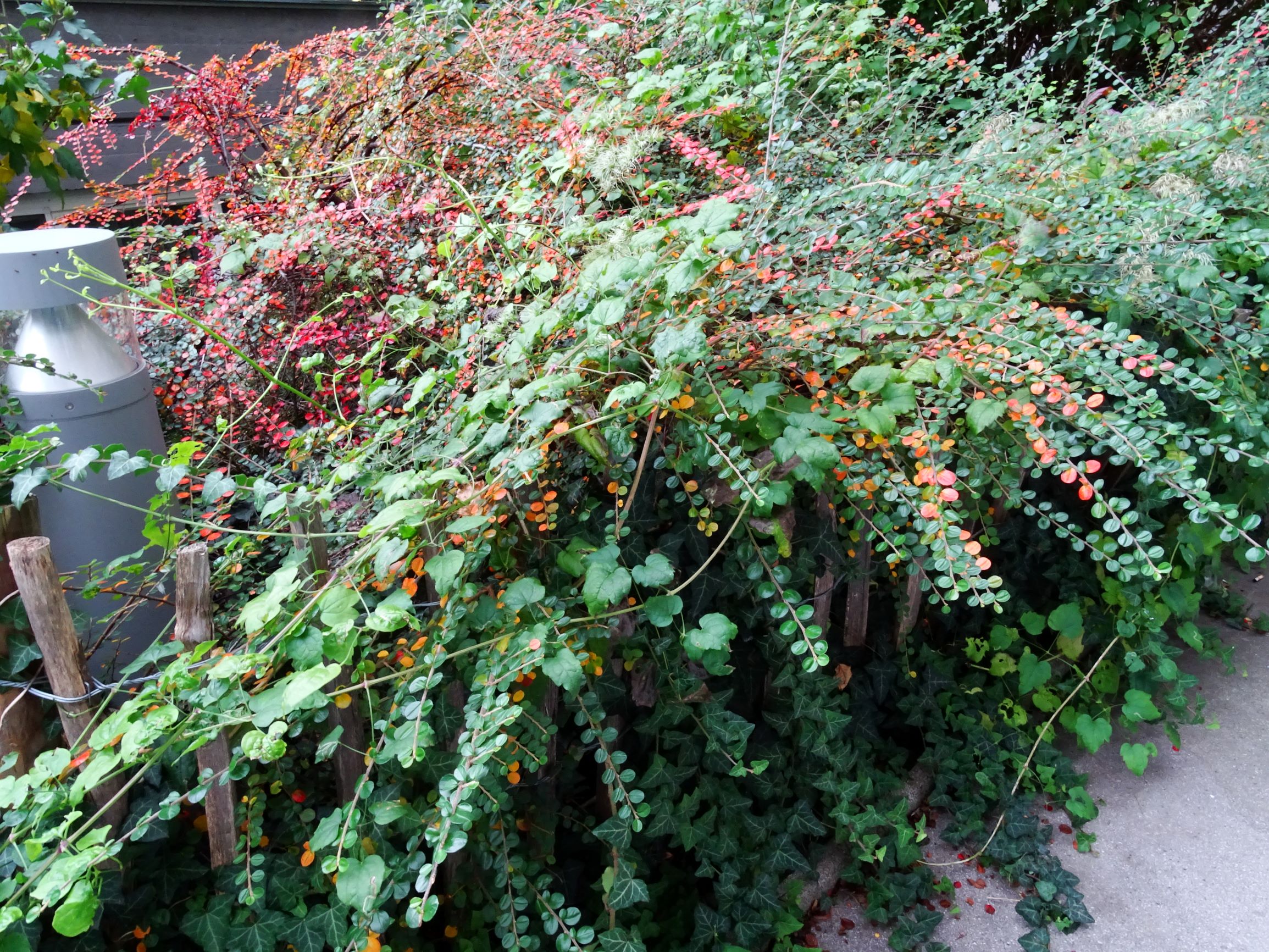 DSC03031 wien-20 marchfeldstraße, cotoneaster apiculatus, clematis vitalba, hedera helix.JPG