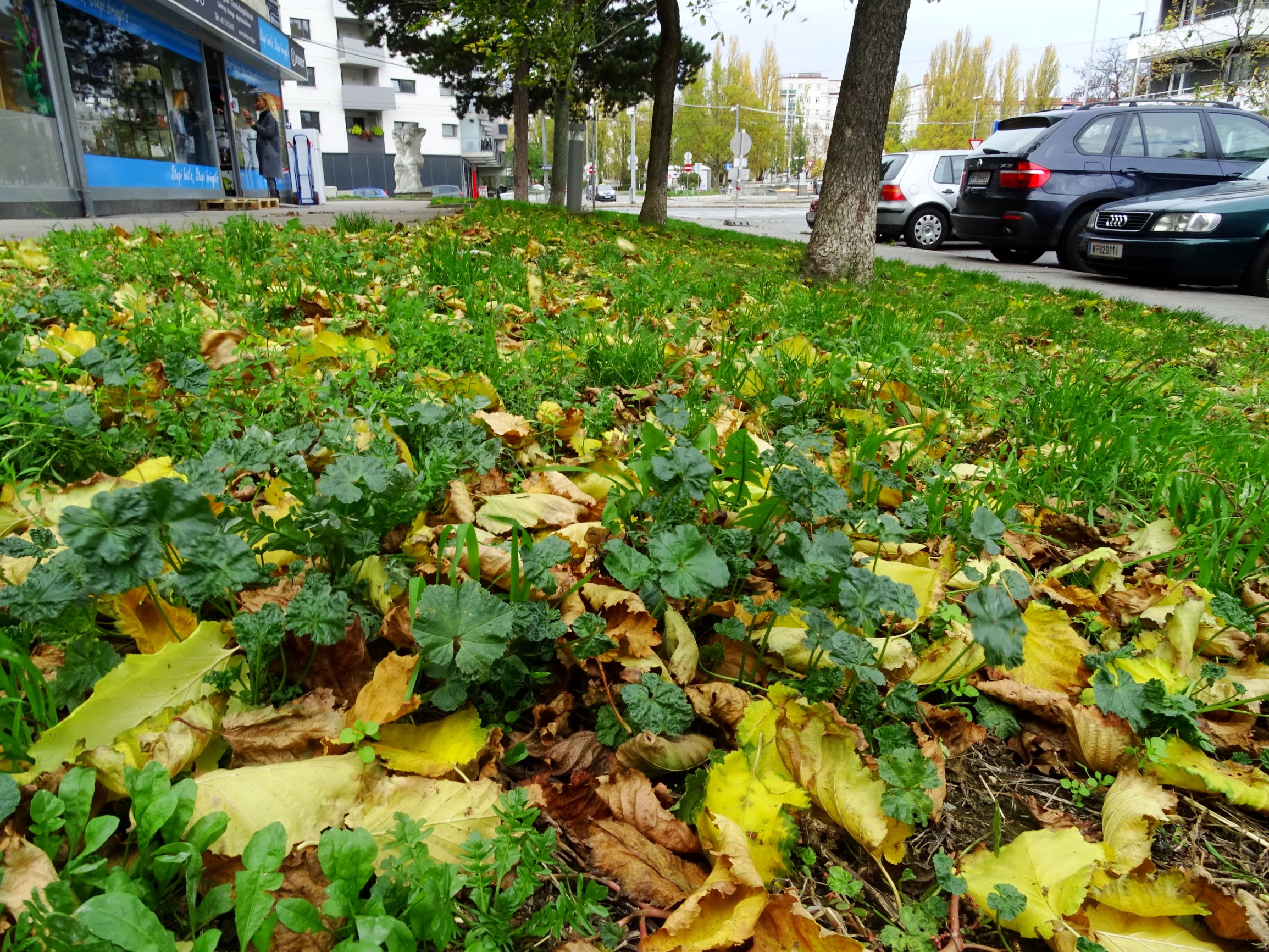 DSC03035 wien-20 marchfeldstraße-vorgartenstraße, capsella bursa-pastoris, malva neglecta.JPG