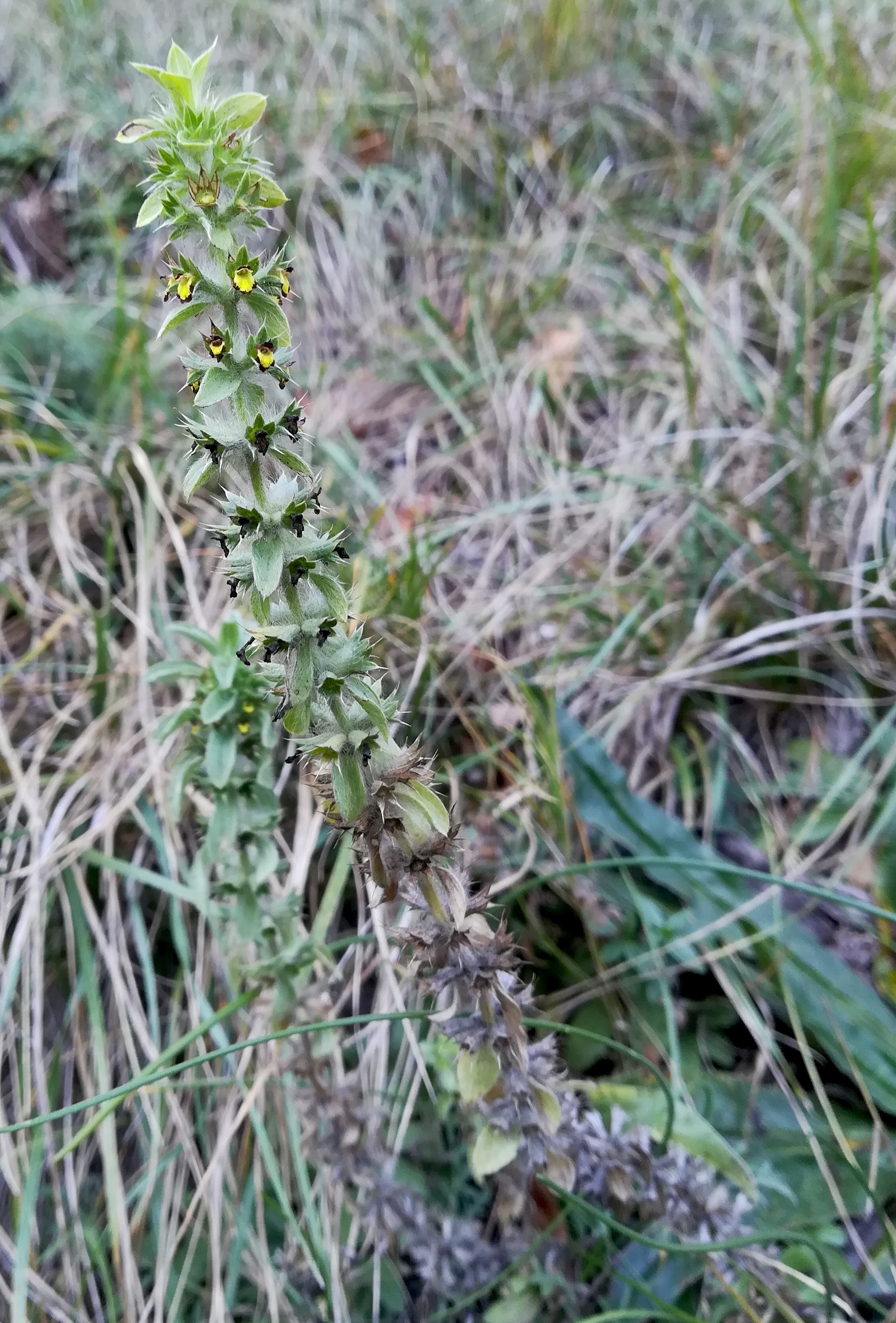 sideritis montana bei prossetschluchthöhle fischauer vorberge_20201107_130041.jpg