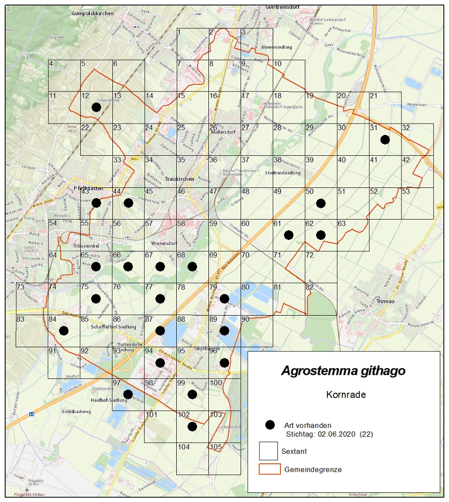 Agrostemma githago_FloraTK_13.jpg