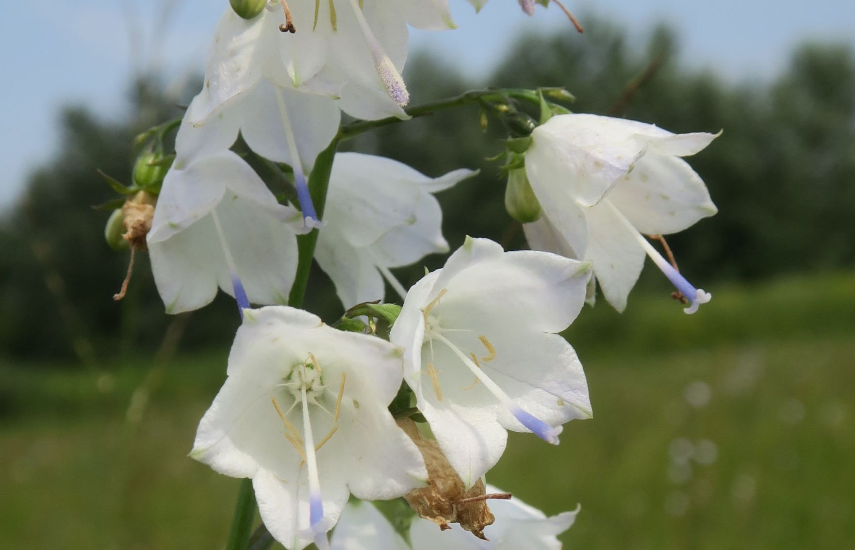 Adenophora liliifolia Lilien-Becherglocke, Pischelsdorfer Wiese Westteil 06.08.2020 C5X (31).JPG