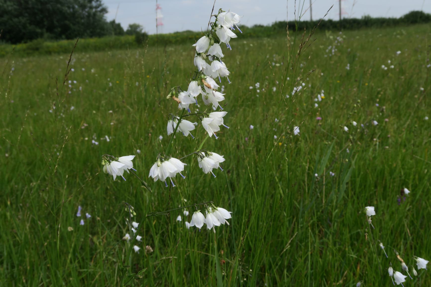 Adenophora liliifolia Lilien-Becherglocke, Pischelsdorfer Wiese Westteil 06.08.2020 C5X (33).JPG