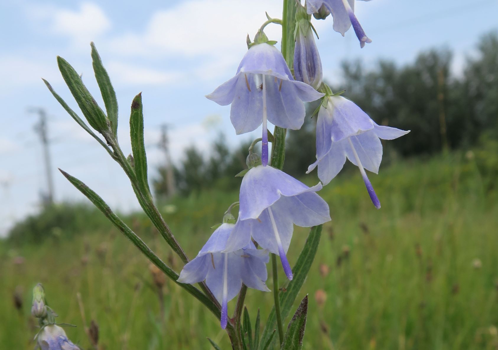 Adenophora liliifolia Lilien-Becherglocke, Pischelsdorfer Wiese Westteil 06.08.2020 C5X (21).JPG