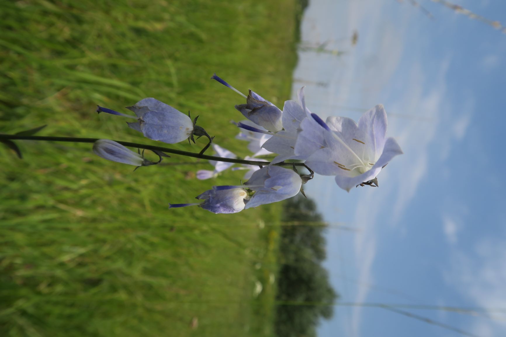 Adenophora liliifolia Lilien-Becherglocke, Pischelsdorfer Wiese Westteil 06.08.2020 C5X (18).JPG