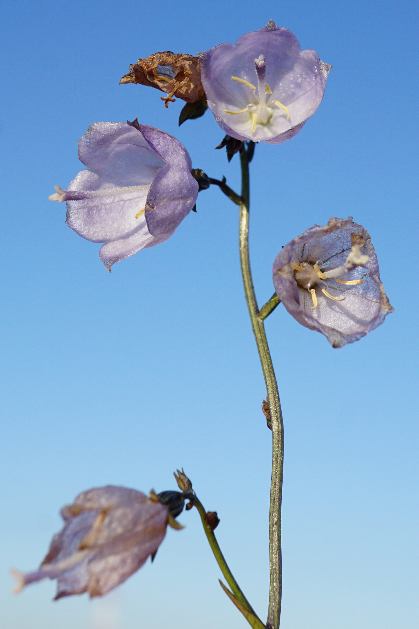 Adenophora liliifolia_201107_Pischelsdorfer Wiesen_1.JPG