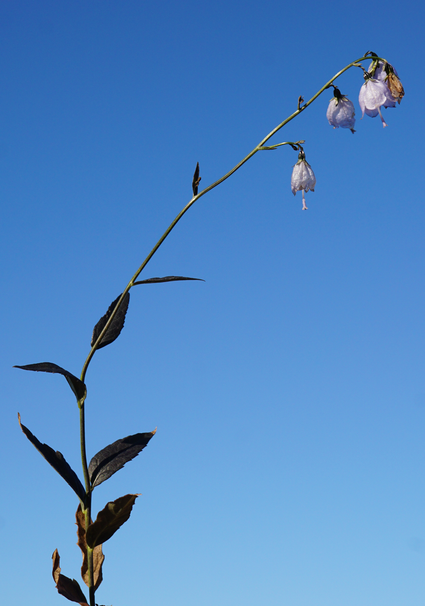 Adenophora liliifolia_201107_Pischelsdorfer Wiesen_2.JPG