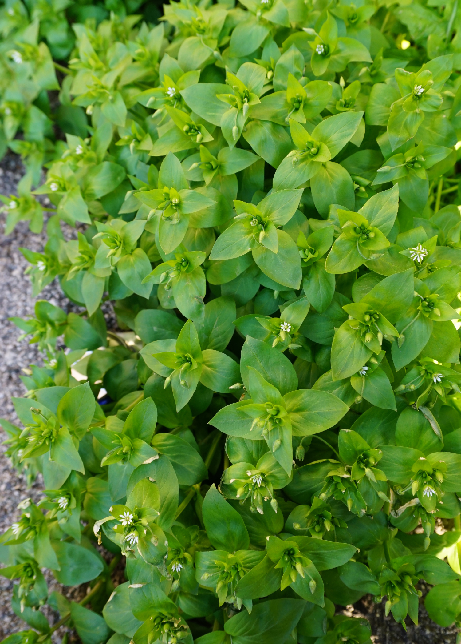 Stellaria_200401_Vösendorf.JPG