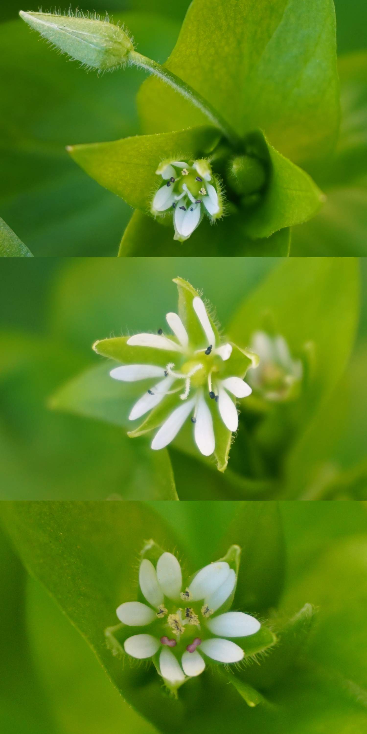 Stellaria_Blüten_200401_Vösendorf.JPG