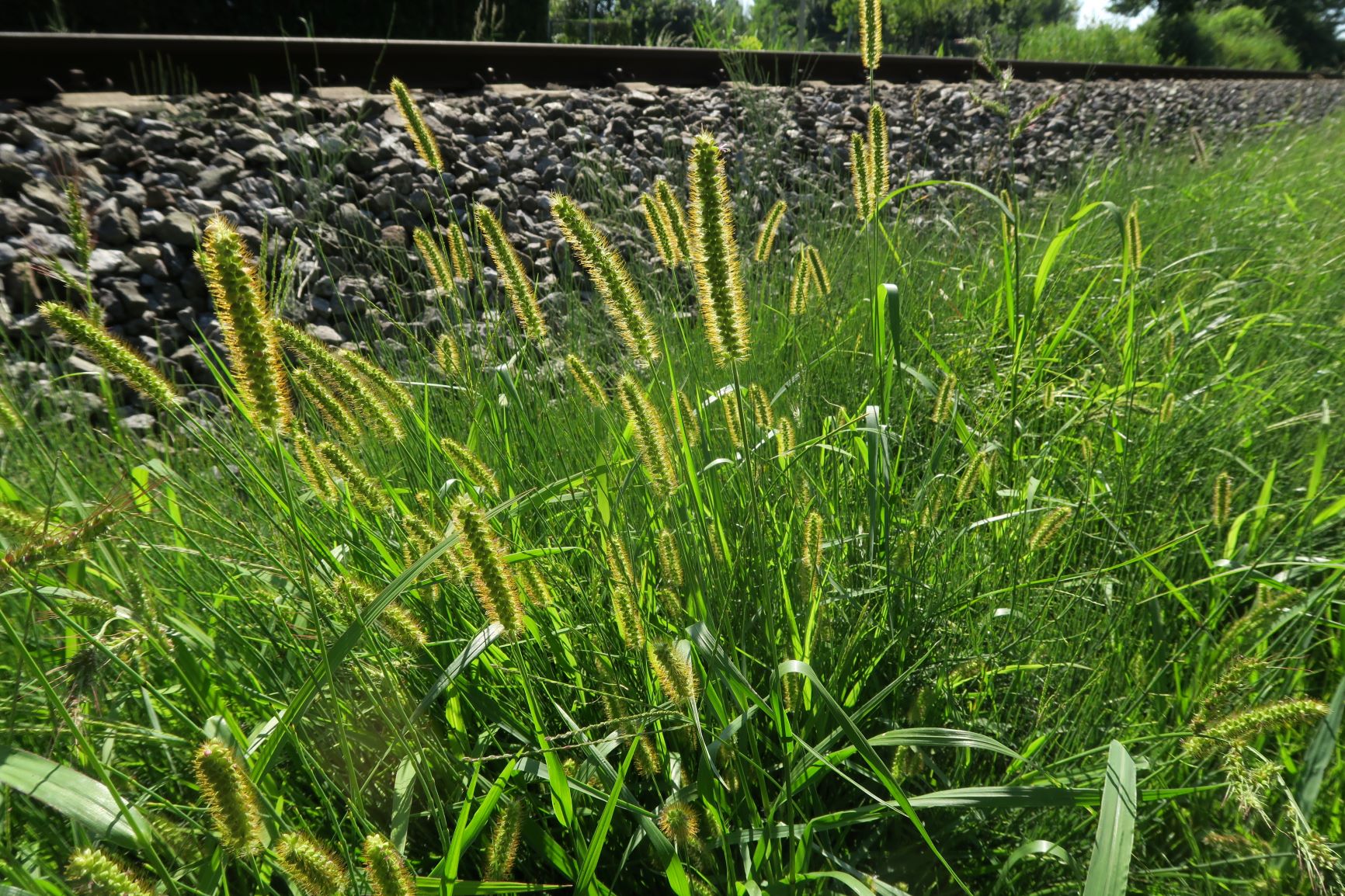 Setaria pumila Gelb-Borstenhirse, Bahnkörper Weiden am See 20.08.2020 C5X (3).JPG