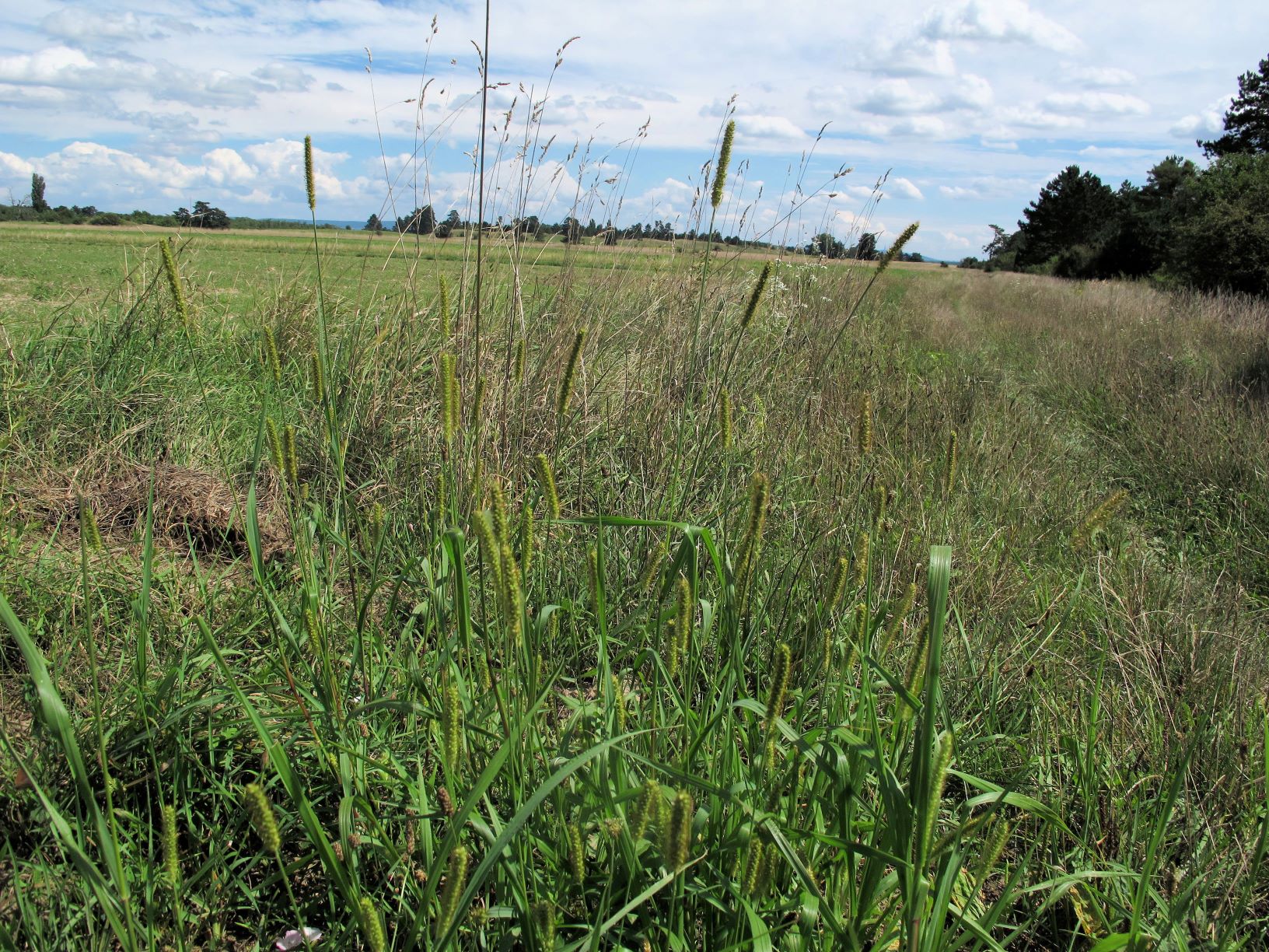 Setaria pumila) Gelb)-Borstenhirse, ruderale Ränder Sandberge Oberweiden 15.08.2014 C (2).JPG