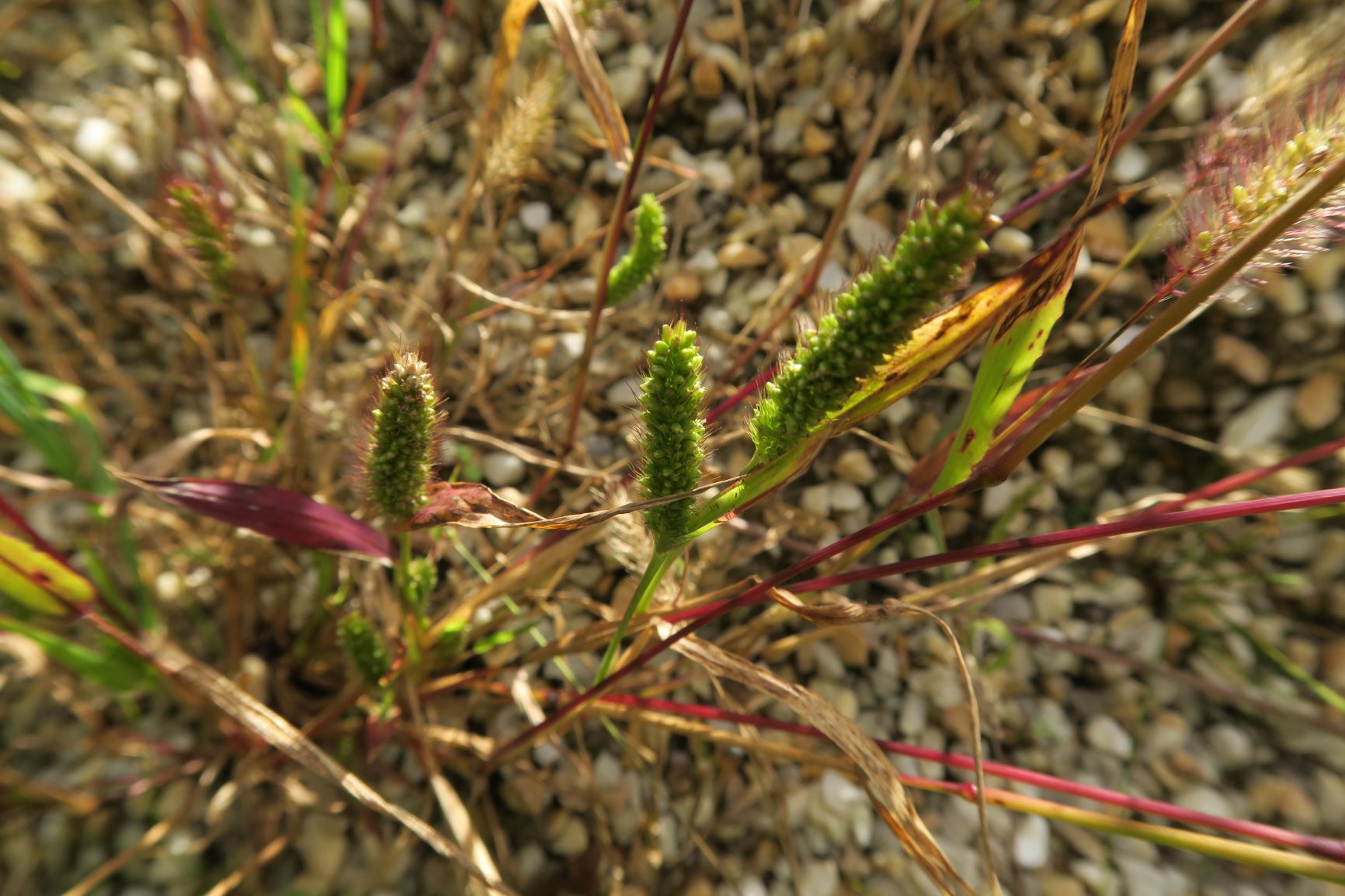 Setaria ssp. -Borstenhirse, Wien Schönbrunn Deponie 27.09.2020 C5X (1).JPG