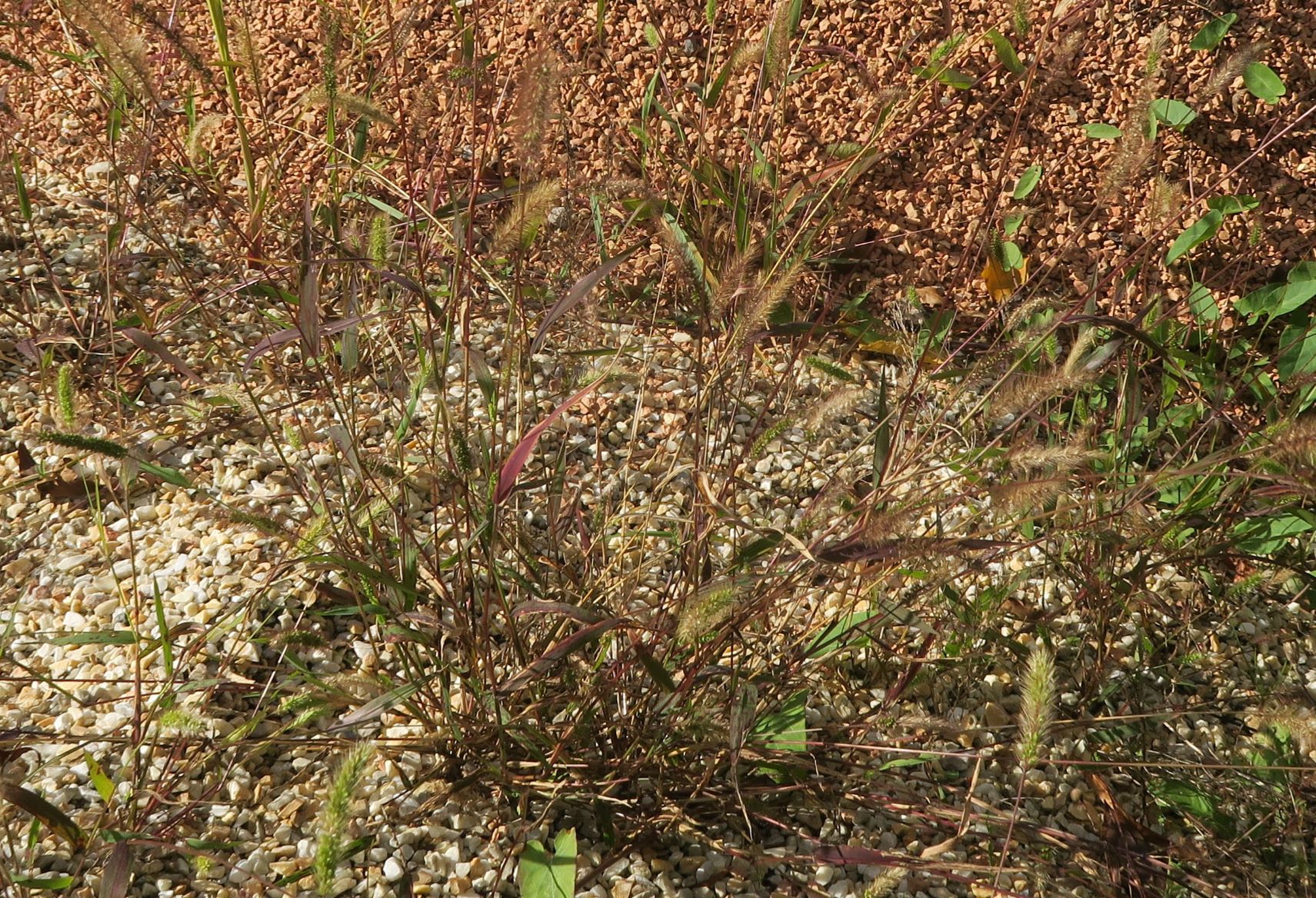 Setaria ssp. -Borstenhirse, Wien Schönbrunn Deponie 27.09.2020 C5X (2).JPG