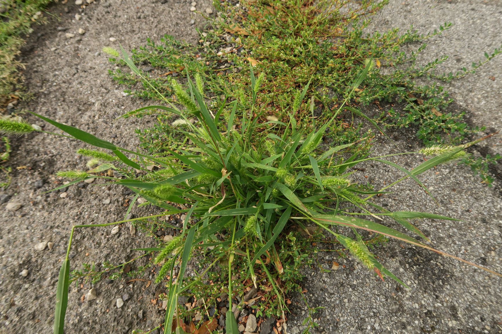 Setaria ssp. -Borstenhirse, Kahlenberg Parkplatz 18.08.2020 C5X  (2).JPG