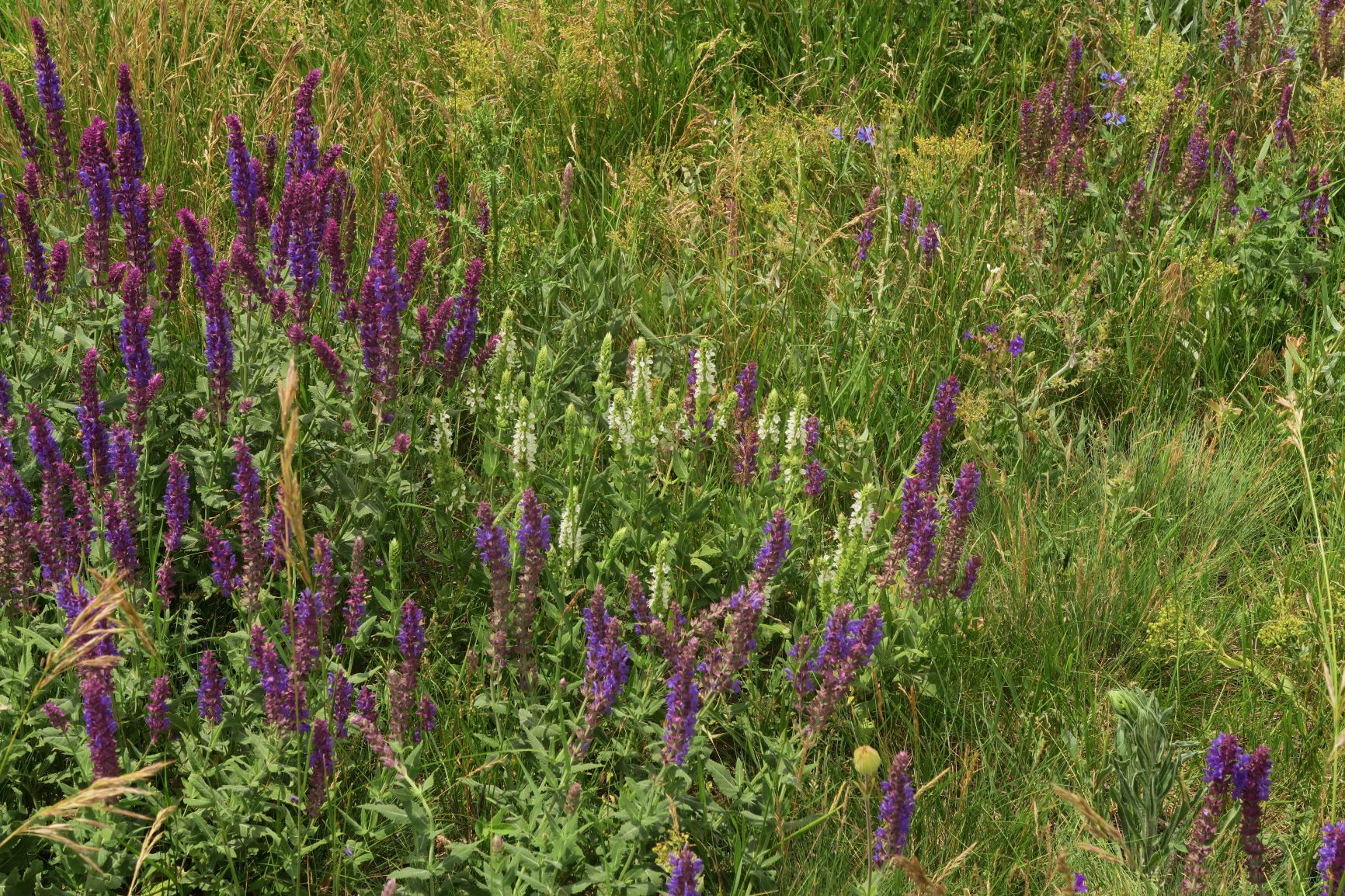 Salvia nemorosa Steppen-Salbei, violett und weiß blühend, March-Damm bei NSG BReitensee 11.06.2020 C5X.JPG