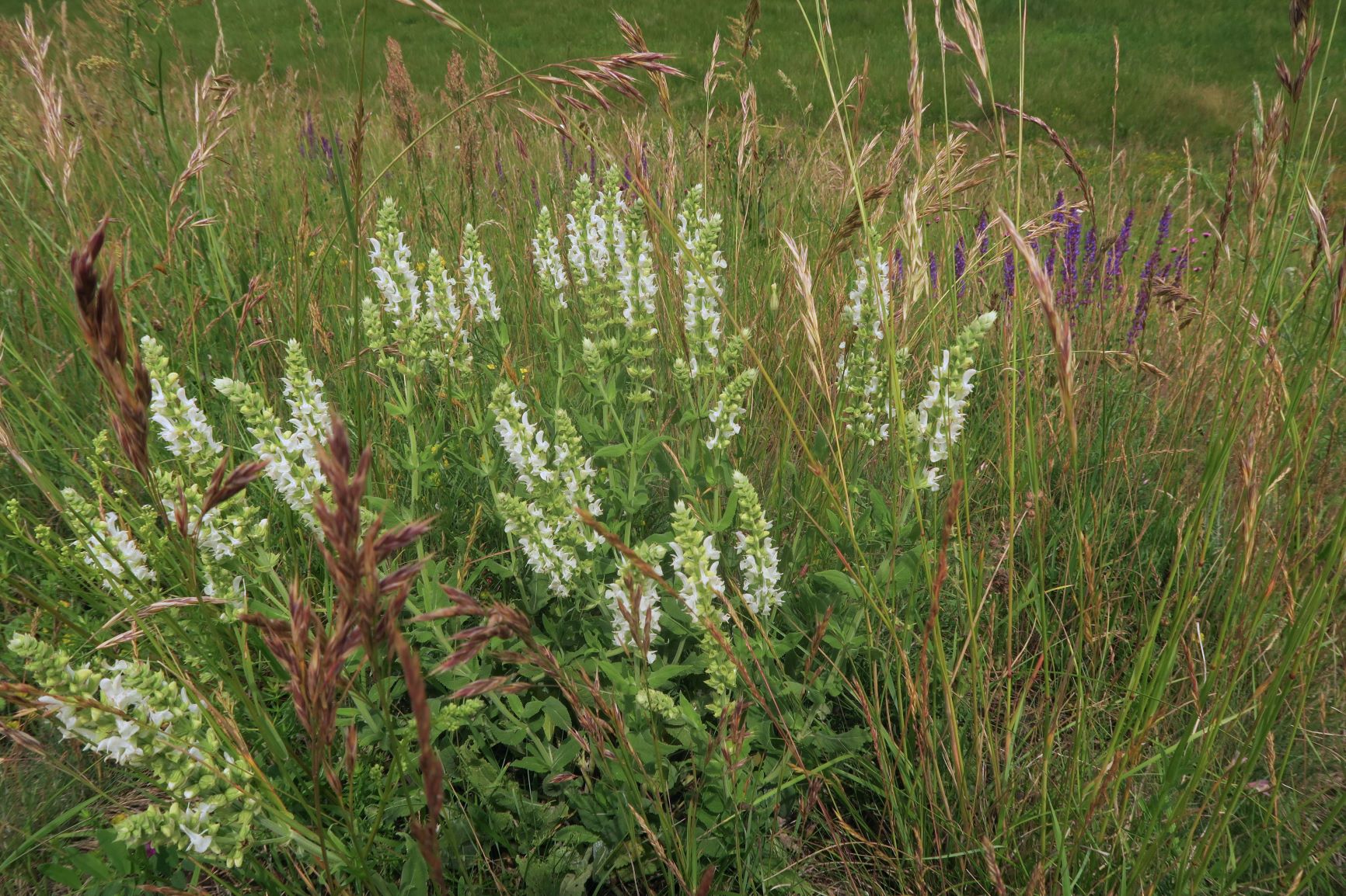Salvia nemorosa Steppen-Salbei, weiß blühend, March-Damm 11.06.2020 C5X (2).JPG