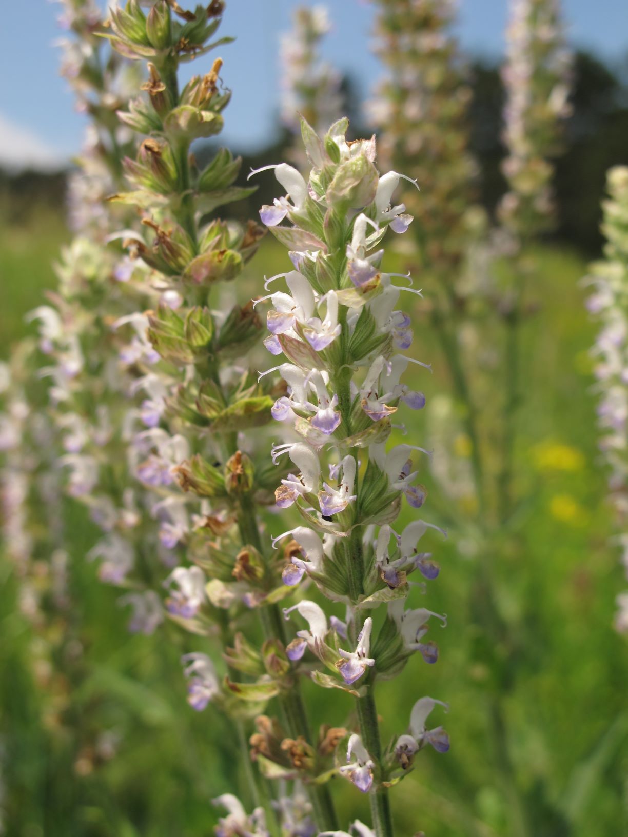 Salvia nemorosa Steppen-Salbei Var. weiß-violett, Eichkogel 18.06.2013 C  (4).JPG