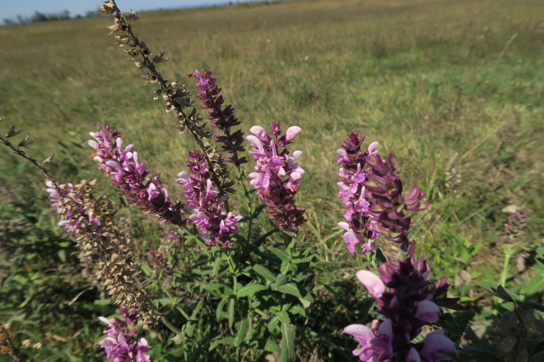 Salvia nemorosum Steppen-Salbei, rosa blühend, Seewinkel Gsigsee 08.09.2020 C5X (2).JPG