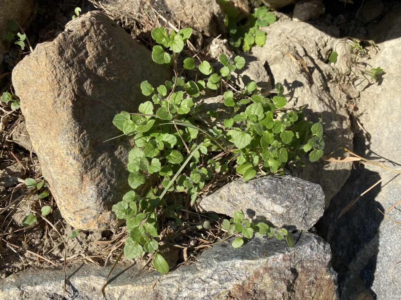 2CA096FD-2EC3-4FEE-BDA1-29BC993086C3.jpeg