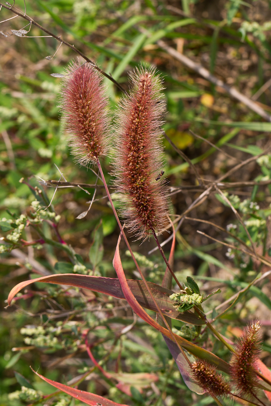 Poaceae_Setaria viridis var major.jpg