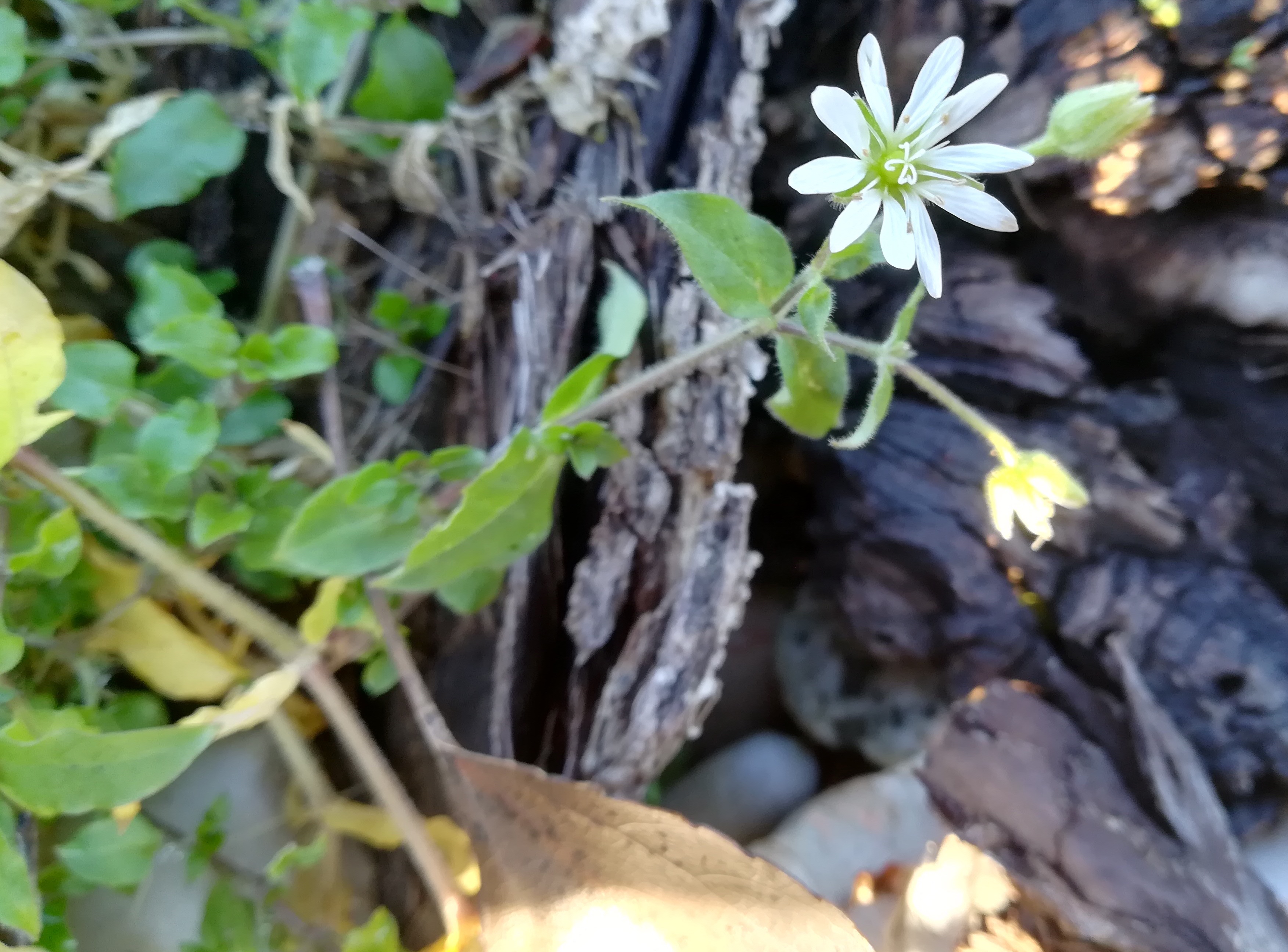 stellaria aquatica donauauen regelsbrunn wildungsmauer_20201121_140334.jpg