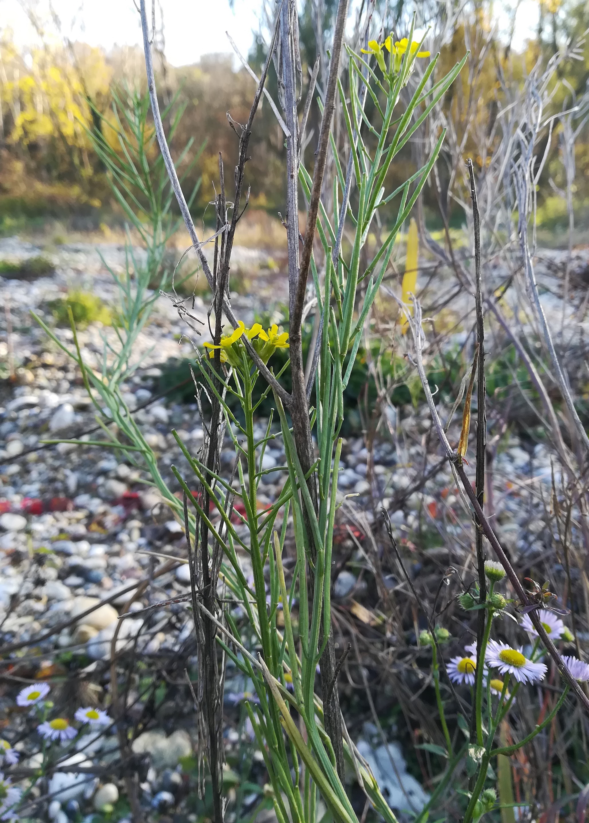 barbarea vulgaris donauauen regelsbrunn wildungsmauer_20201121_135902.jpg