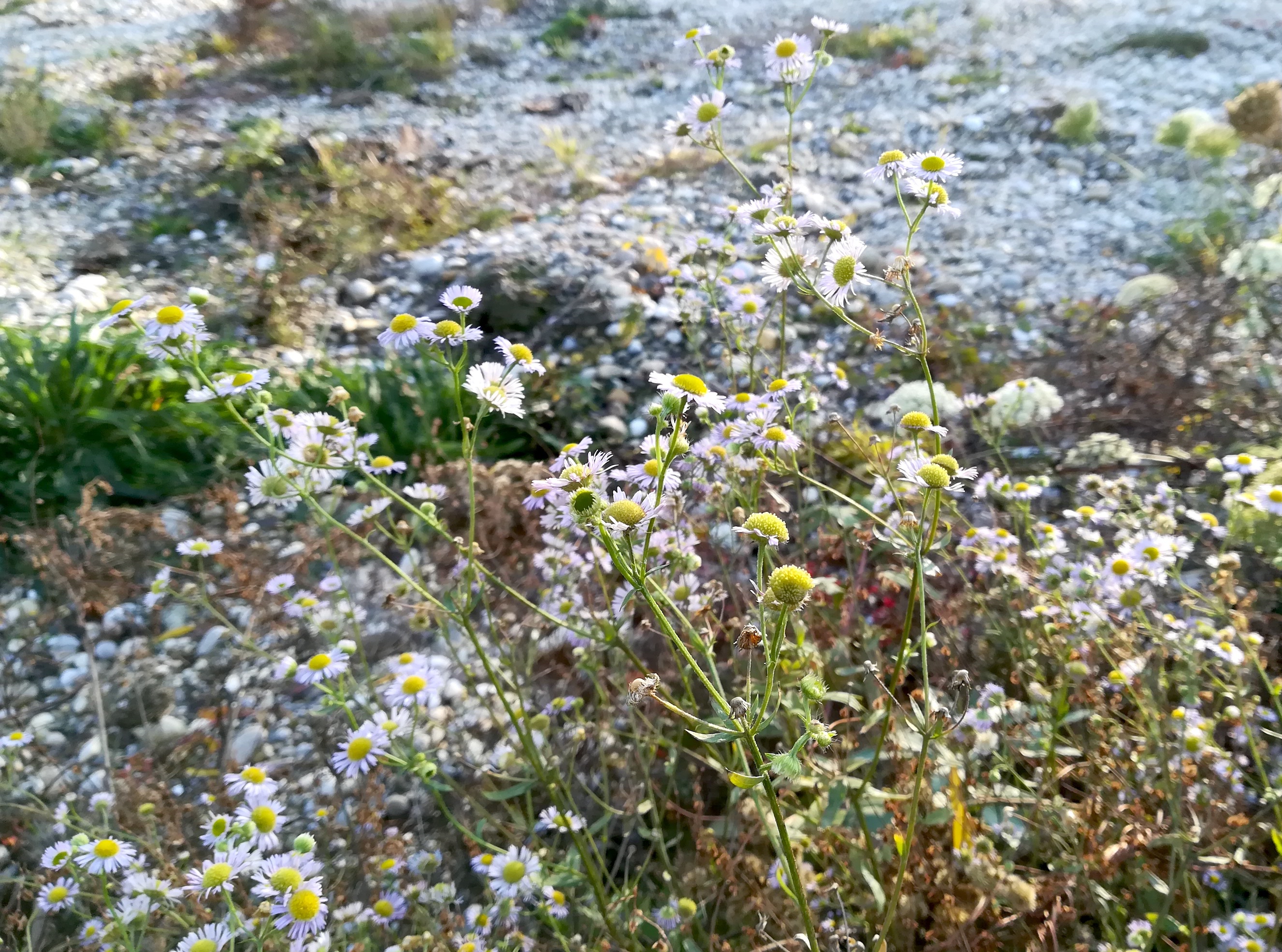 symphyotrichum lanceolatum donauauen regelsbrunn wildungsmauer_20201121_135830.jpg