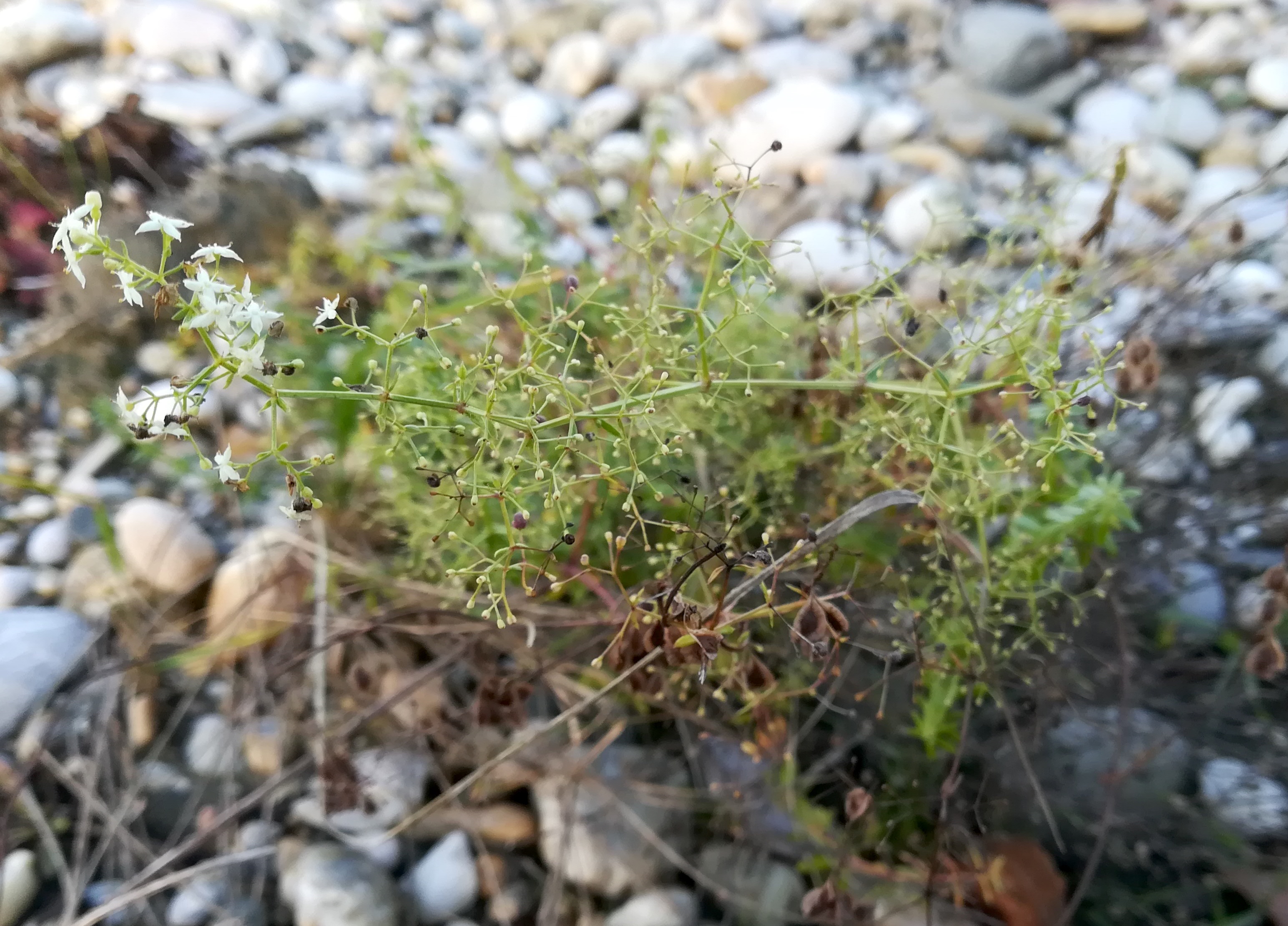 galium album s. str. donauauen regelsbrunn wildungsmauer_20201121_135607.jpg