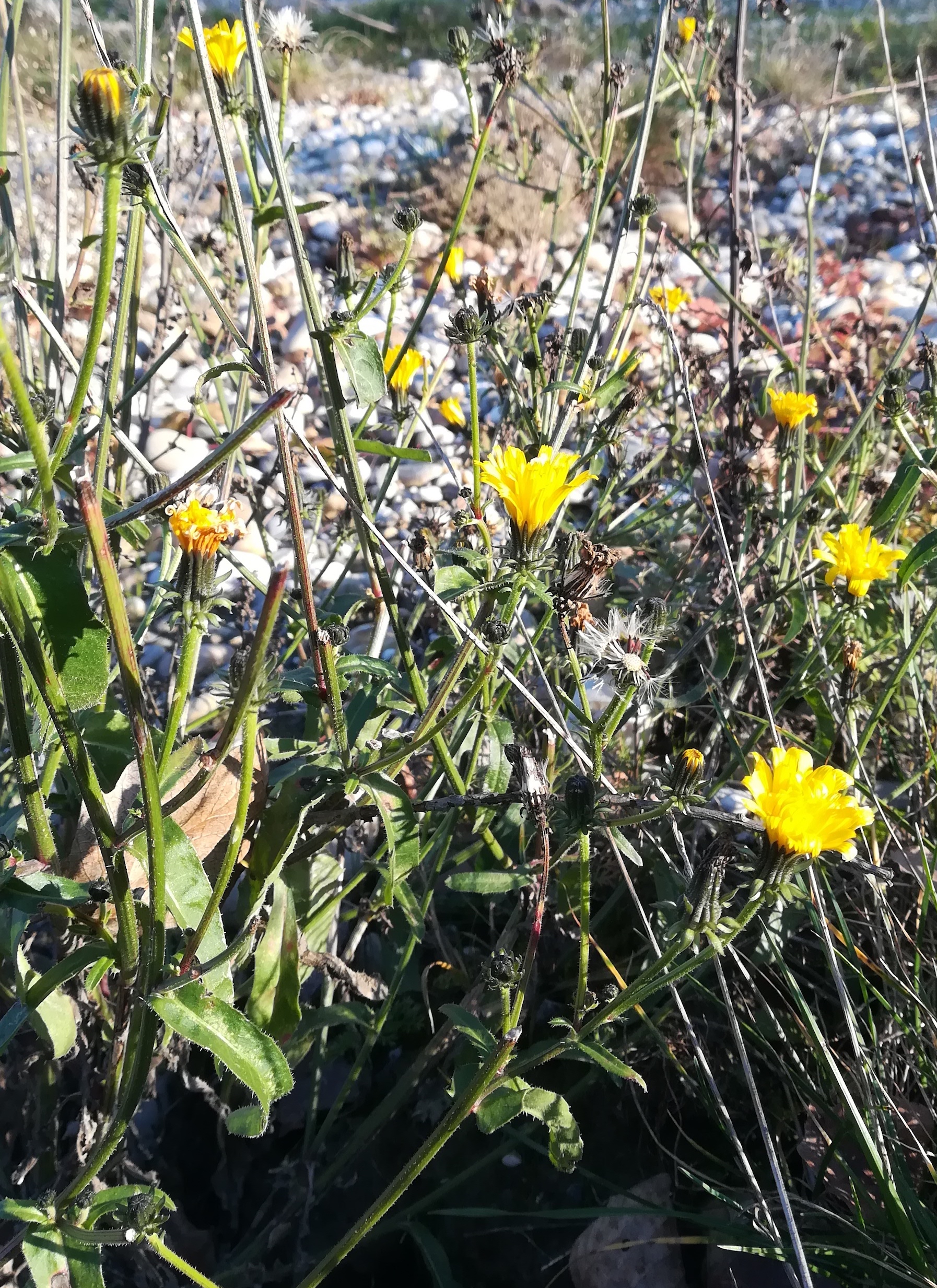 picris hieracioides donauauen regelsbrunn wildungsmauer_20201121_135522.jpg