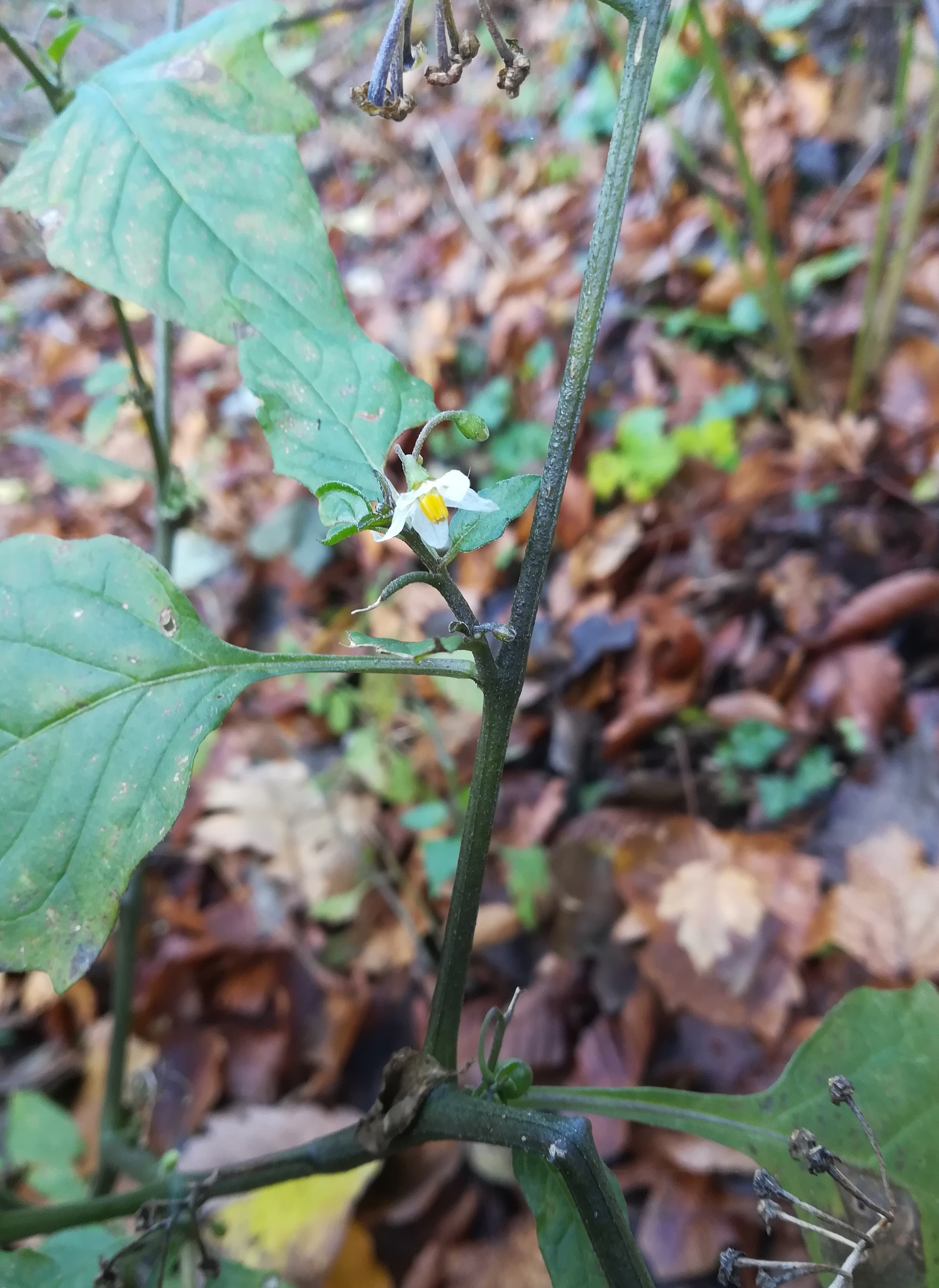 solanum nigrum donauauen regelsbrunn wildungsmauer_20201121_124029.jpg