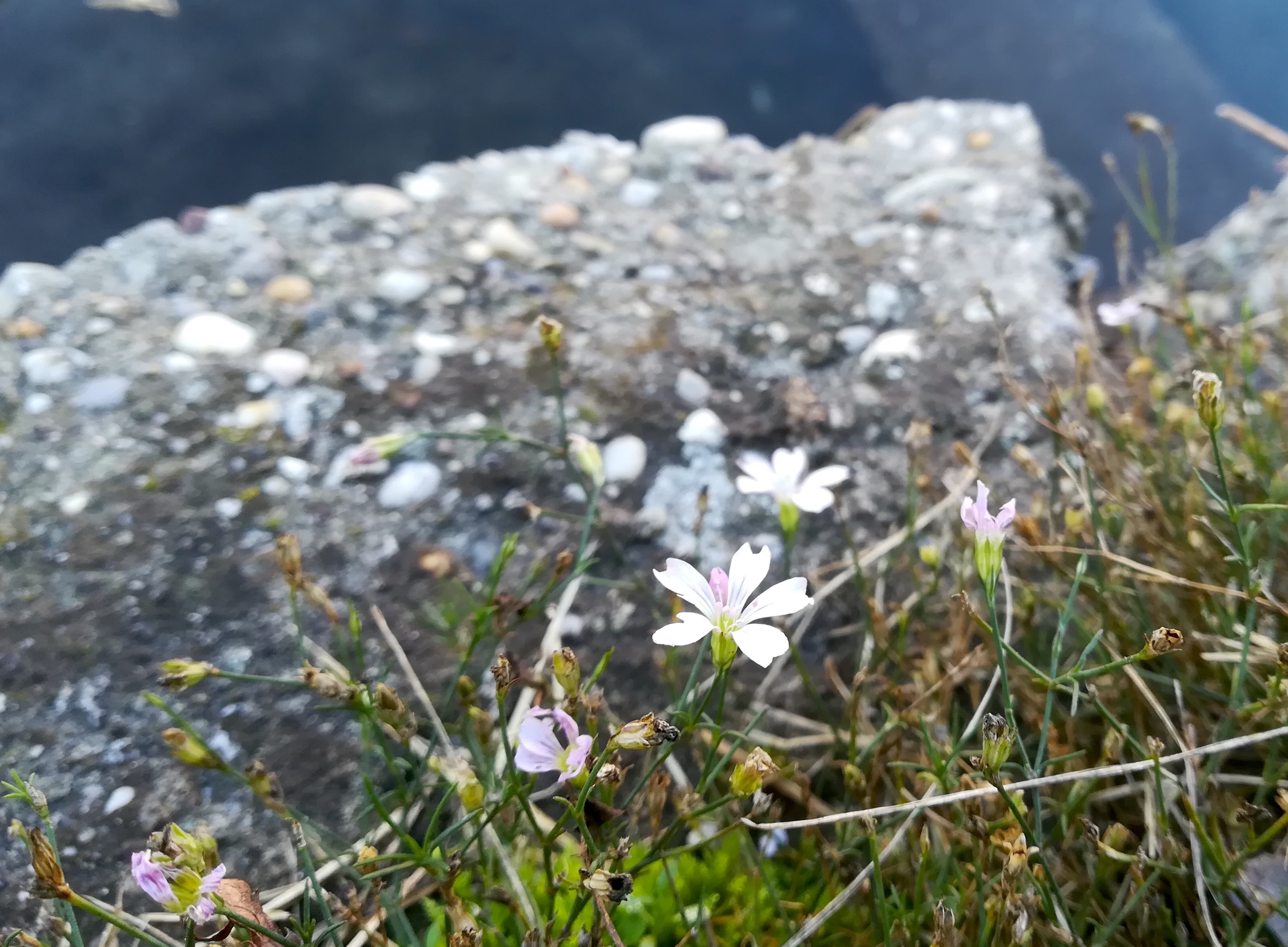 petrorhagia saxifraga donauauen regelsbrunn wildungsmauer_20201121_121450.jpg