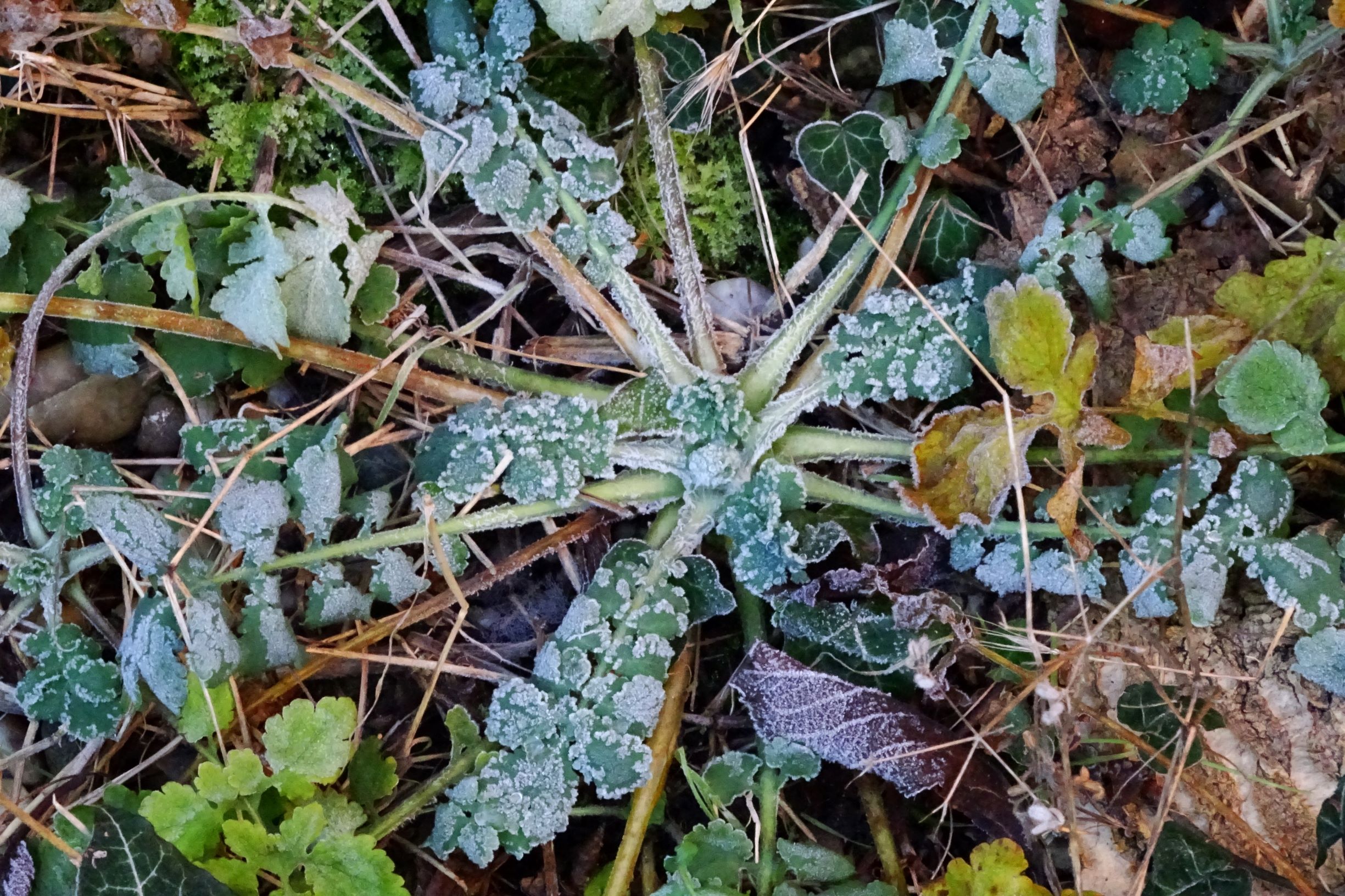 DSC03587 prellenkirchen-mitte, 2020-11-22, chelidonium majus.JPG